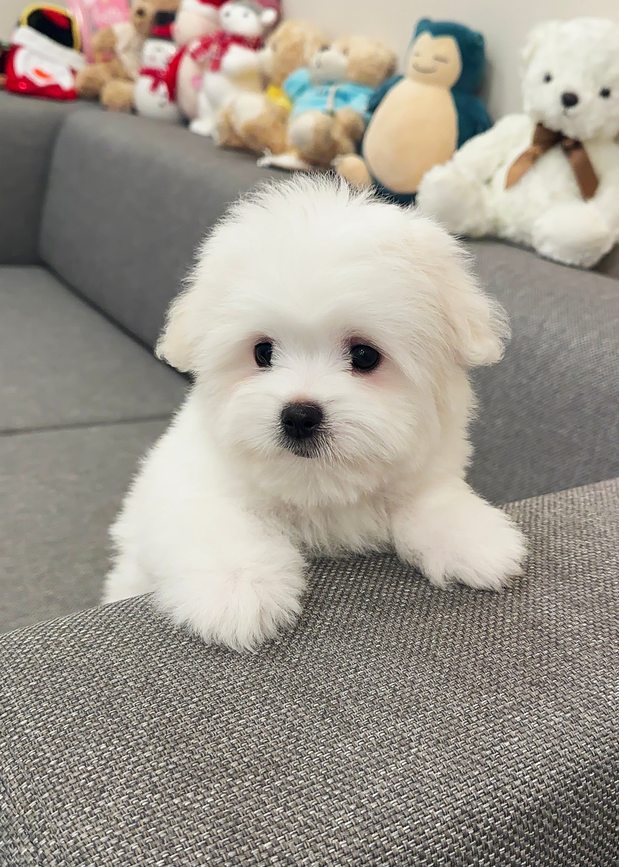 DOUGLAS - MALE (COTON DE TULEAR)