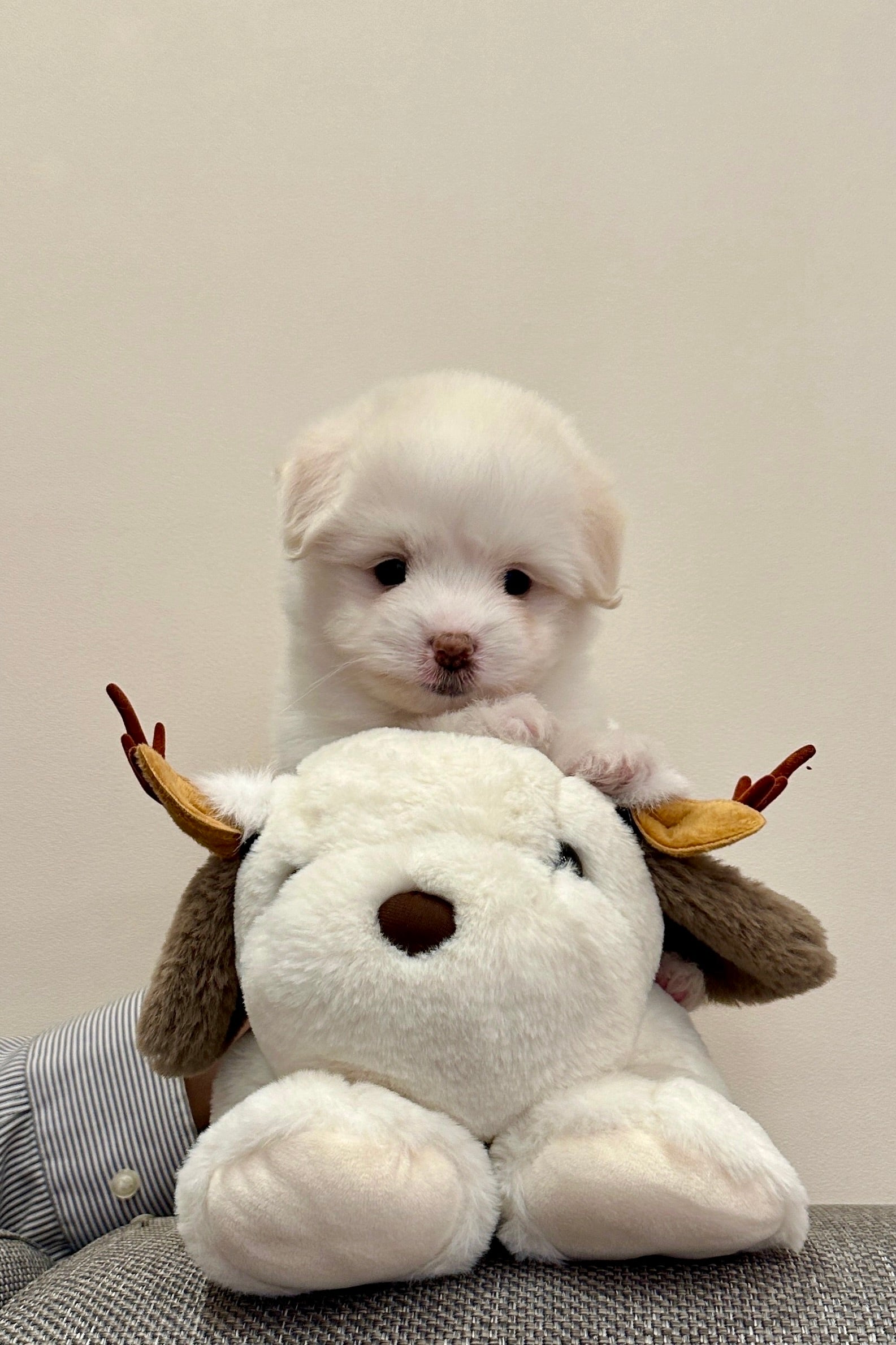 PPO  - MALE (COTON DE TULEAR)