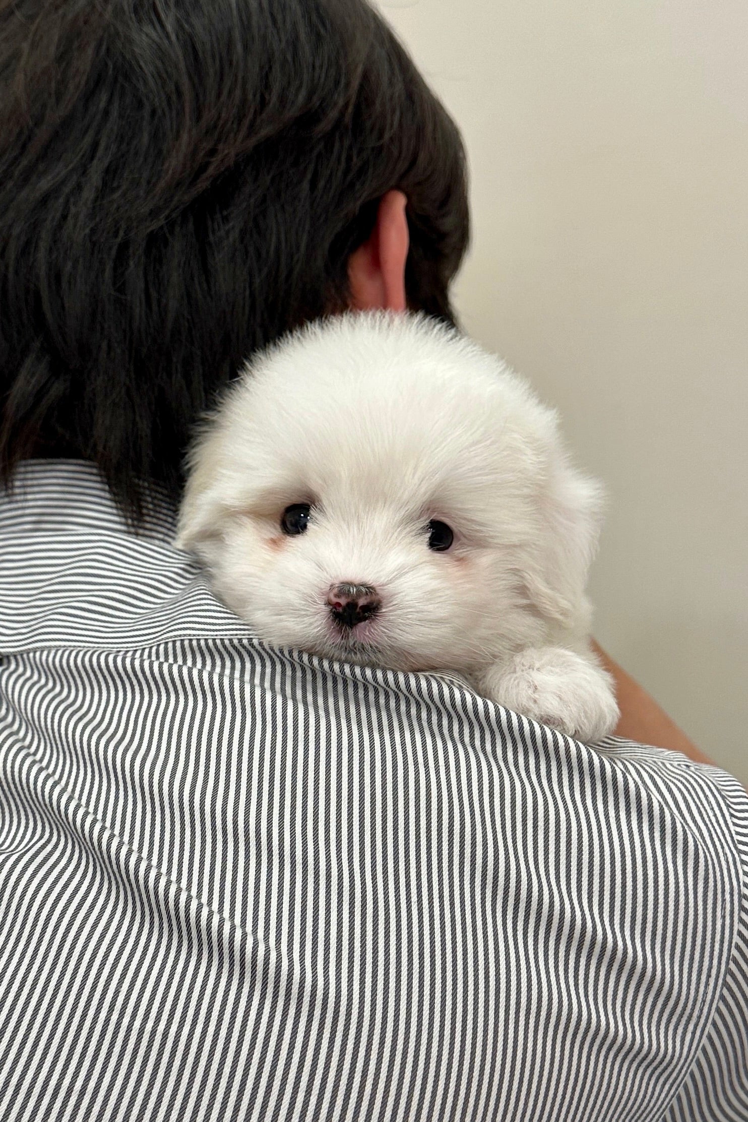 NANA - FEMALE (COTON DE TULEAR)