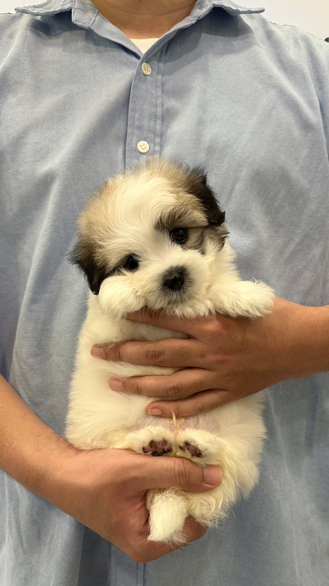 PONYO - MALE (COTON DE TULEAR)