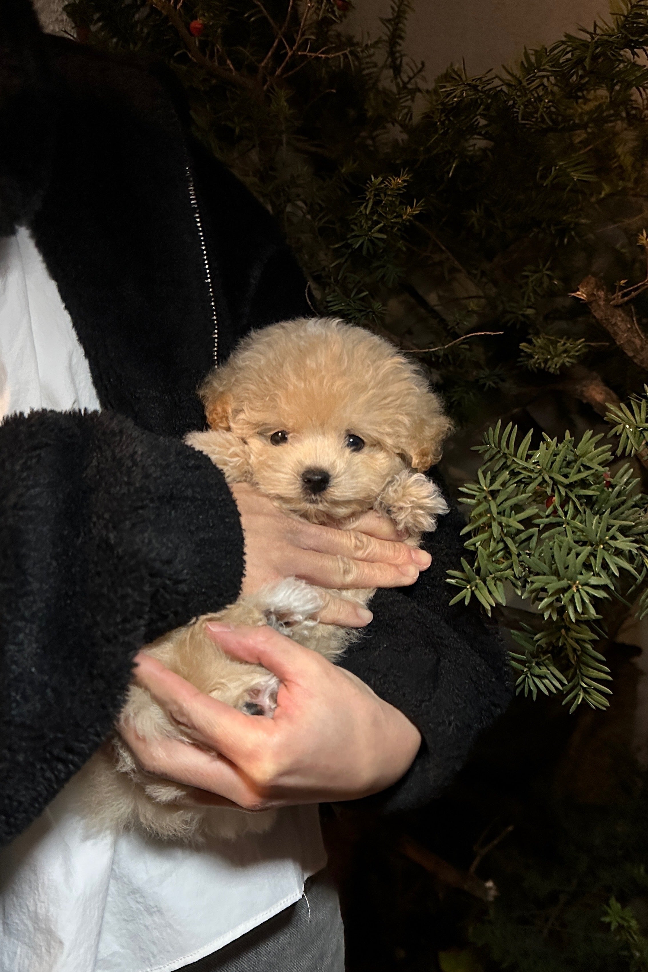 BISCUIT - MALE (MALTIPOO)