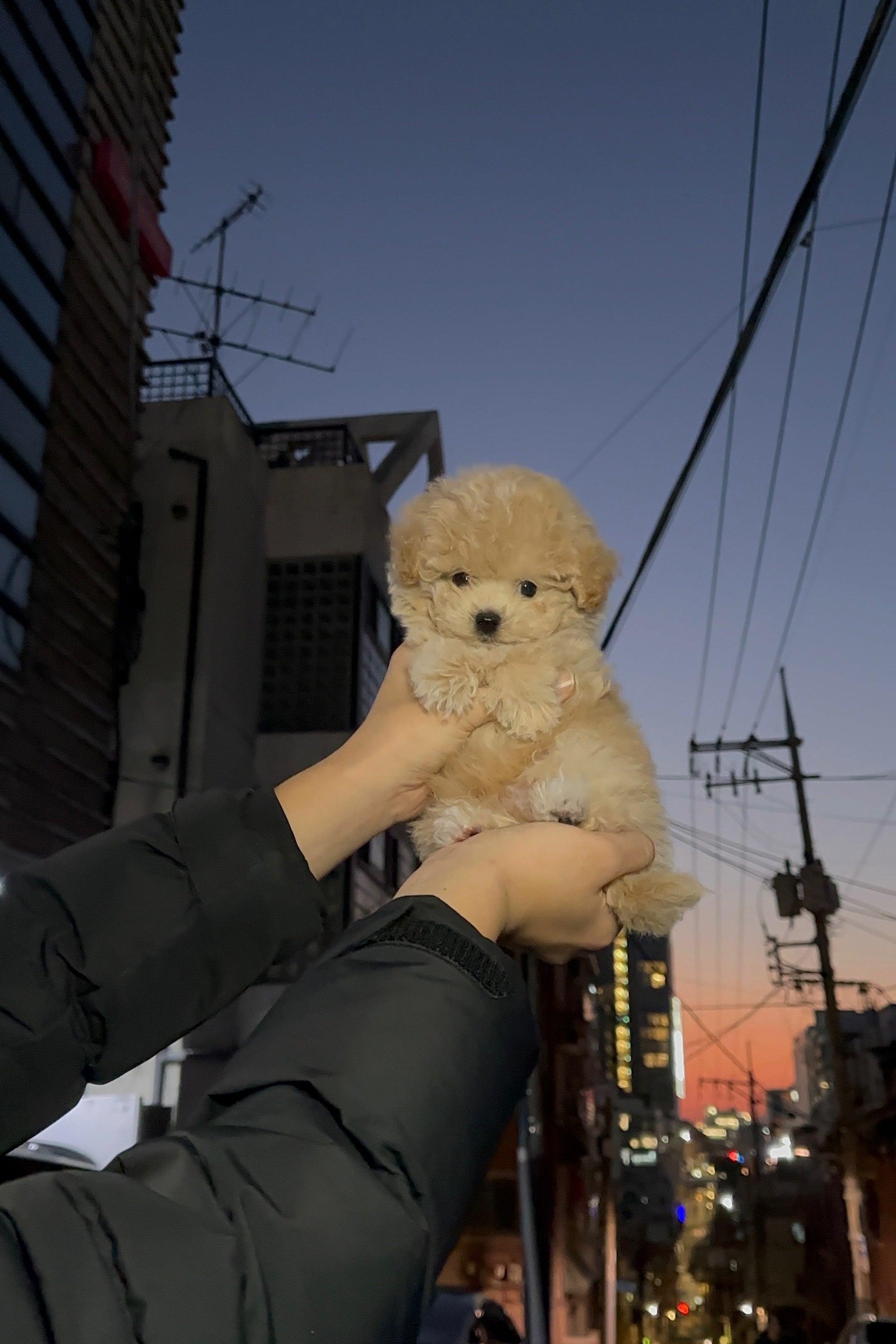 BISCUIT - MALE (MALTIPOO)