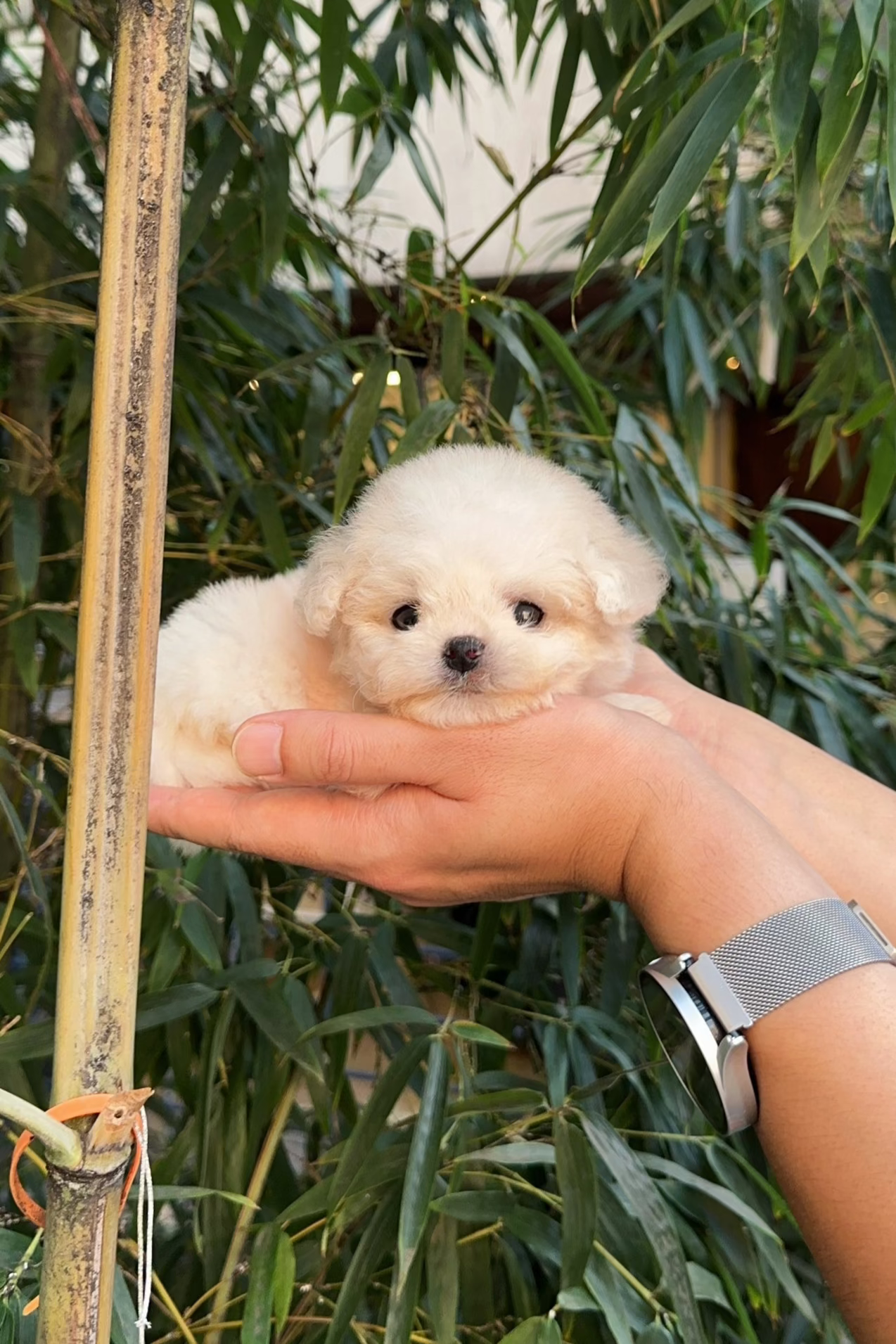 HEARTCHU - FEMALE (BICHON FRISE)