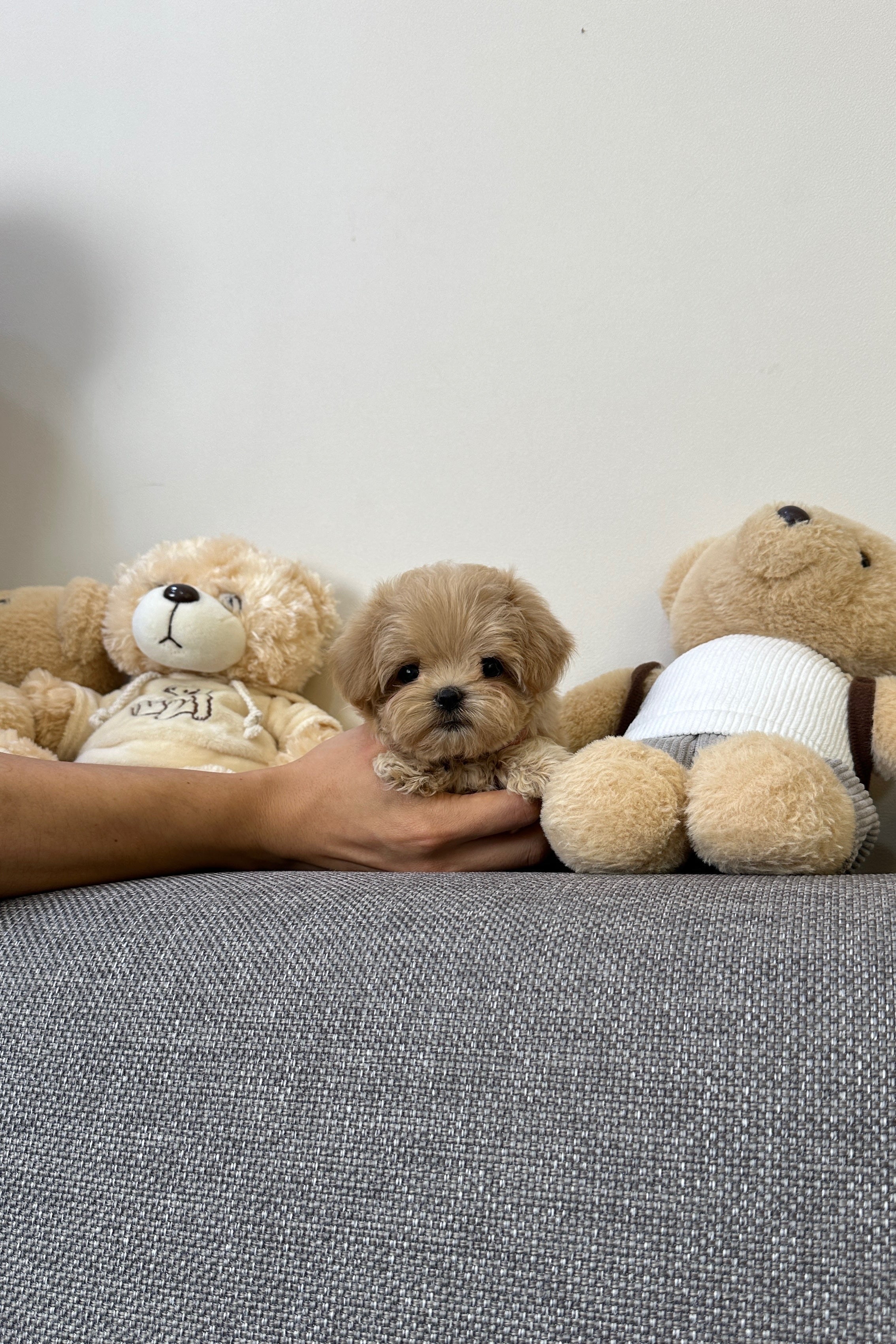 AREUM - FEMALE (MALTIPOO)