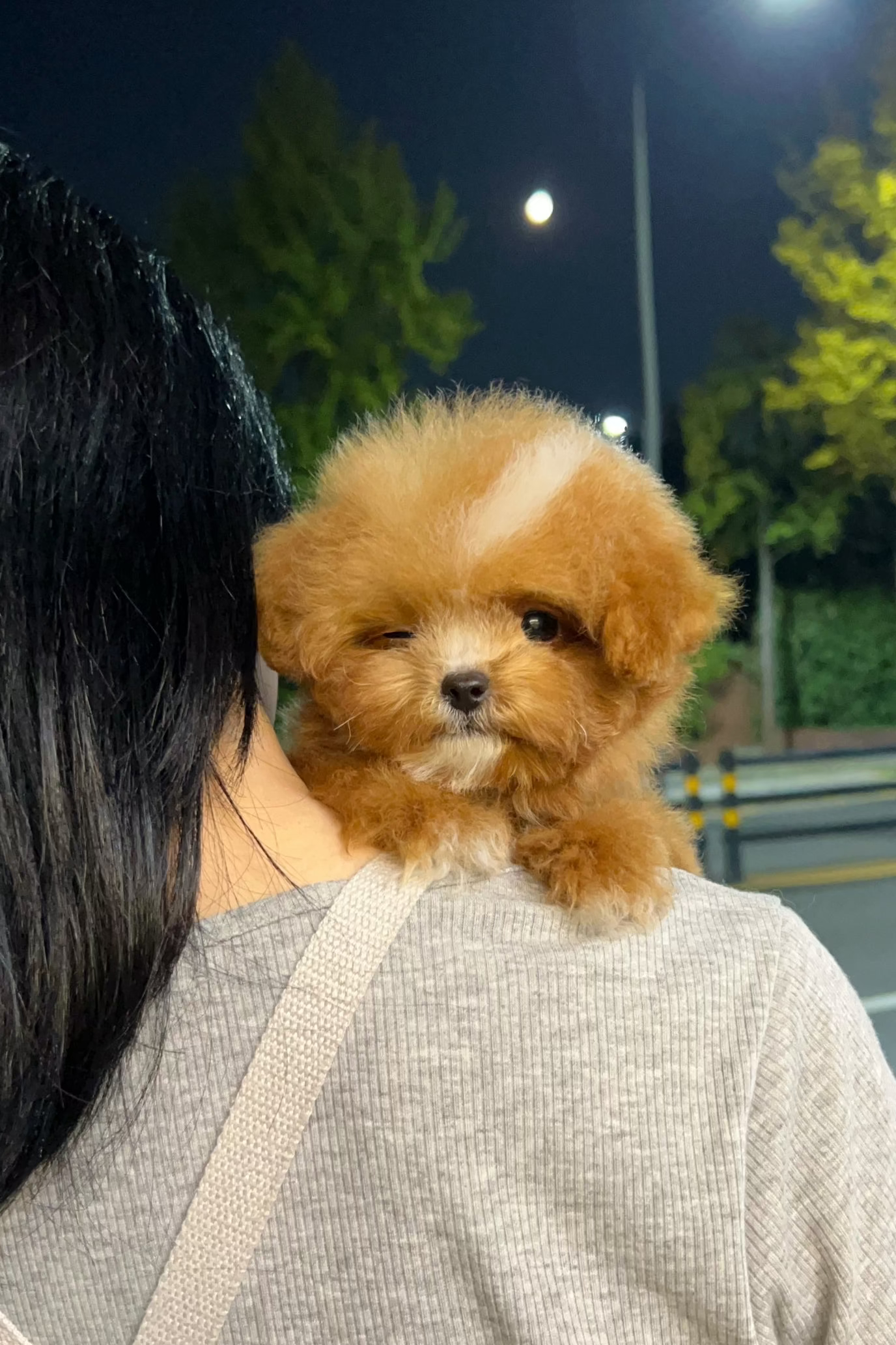 GUINNESS - MALE (MALTIPOO)