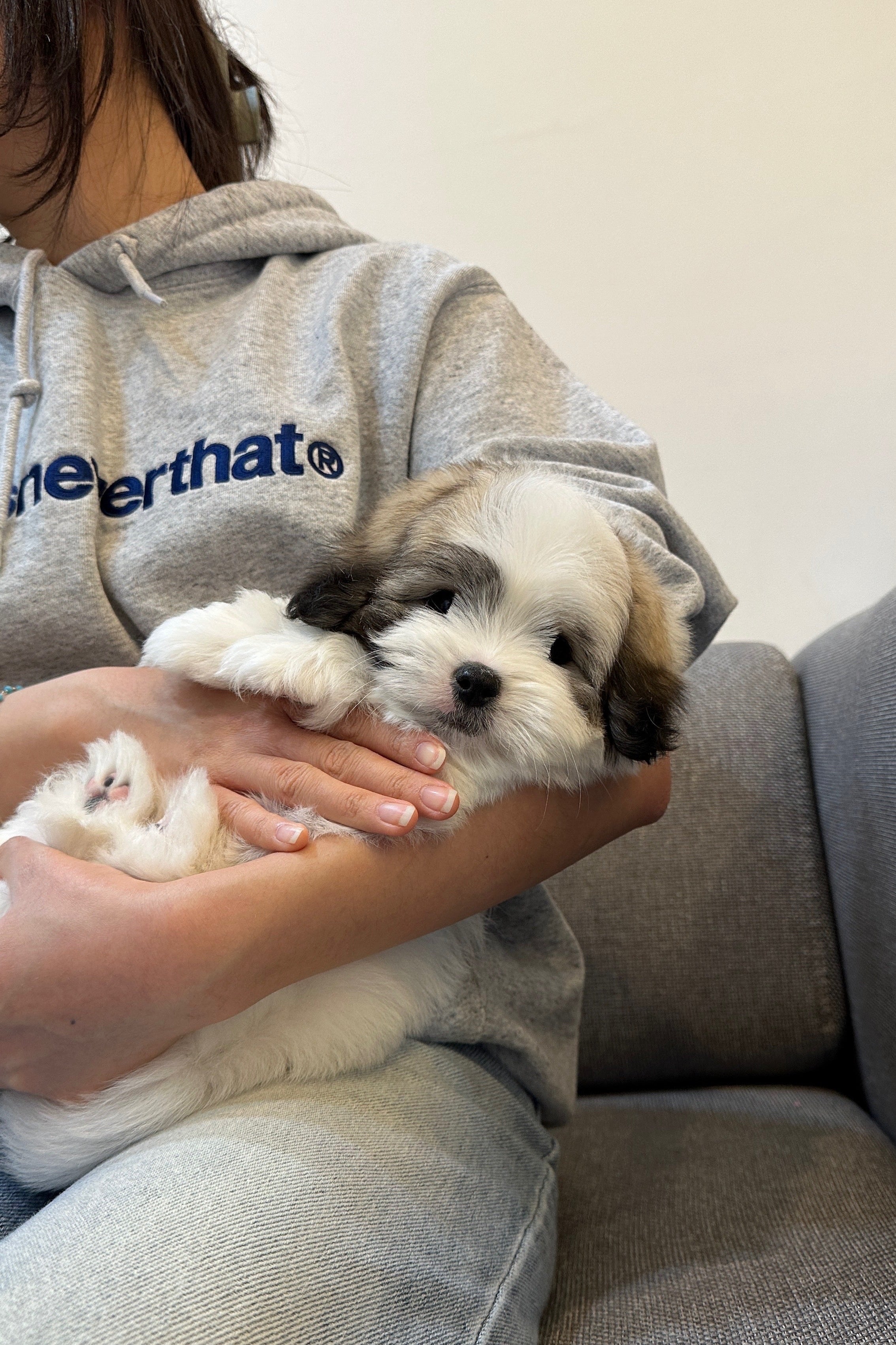PANDA - MALE (COTON DE TULEAR)