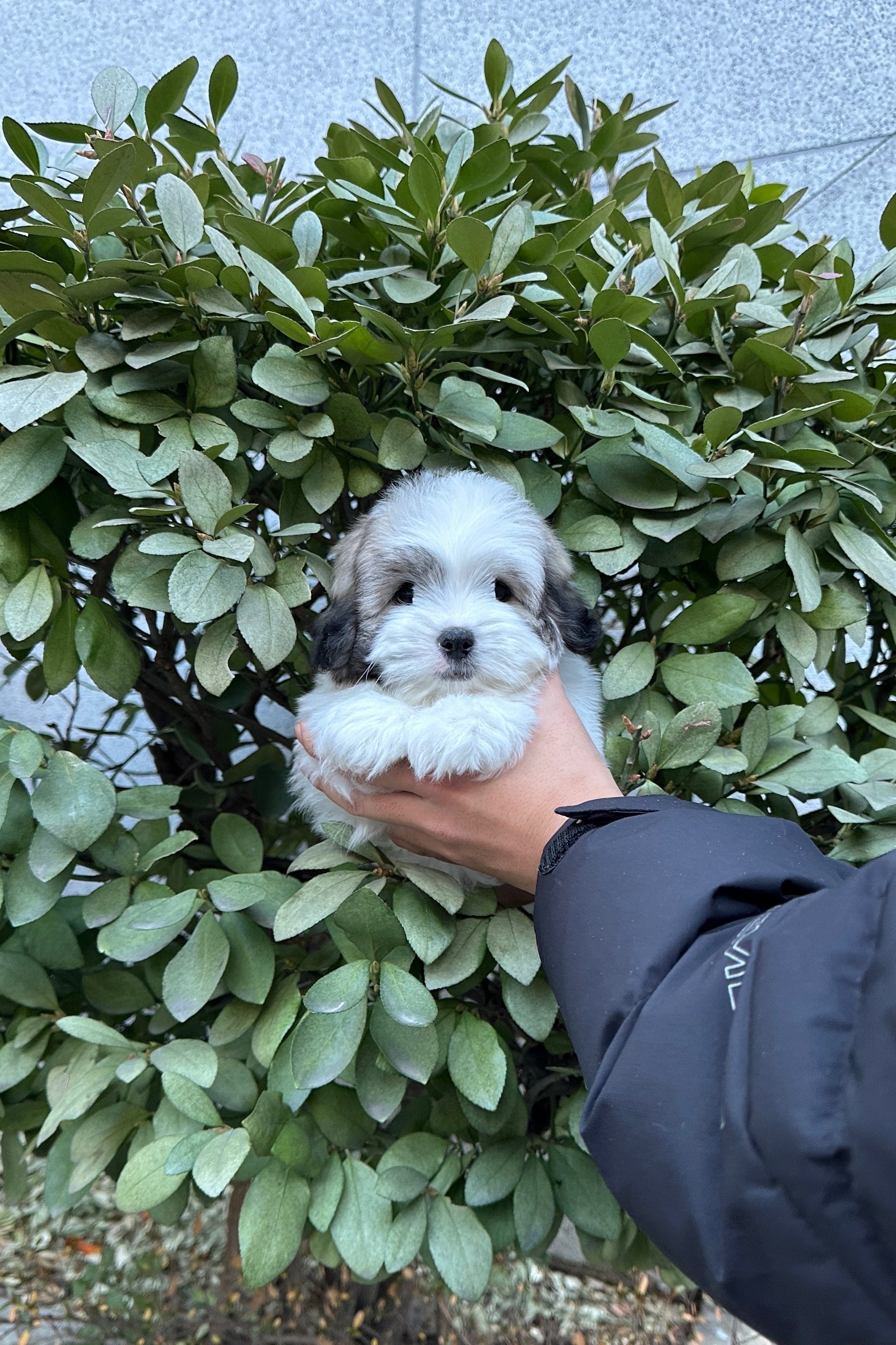 PANDA - MALE (COTON DE TULEAR)