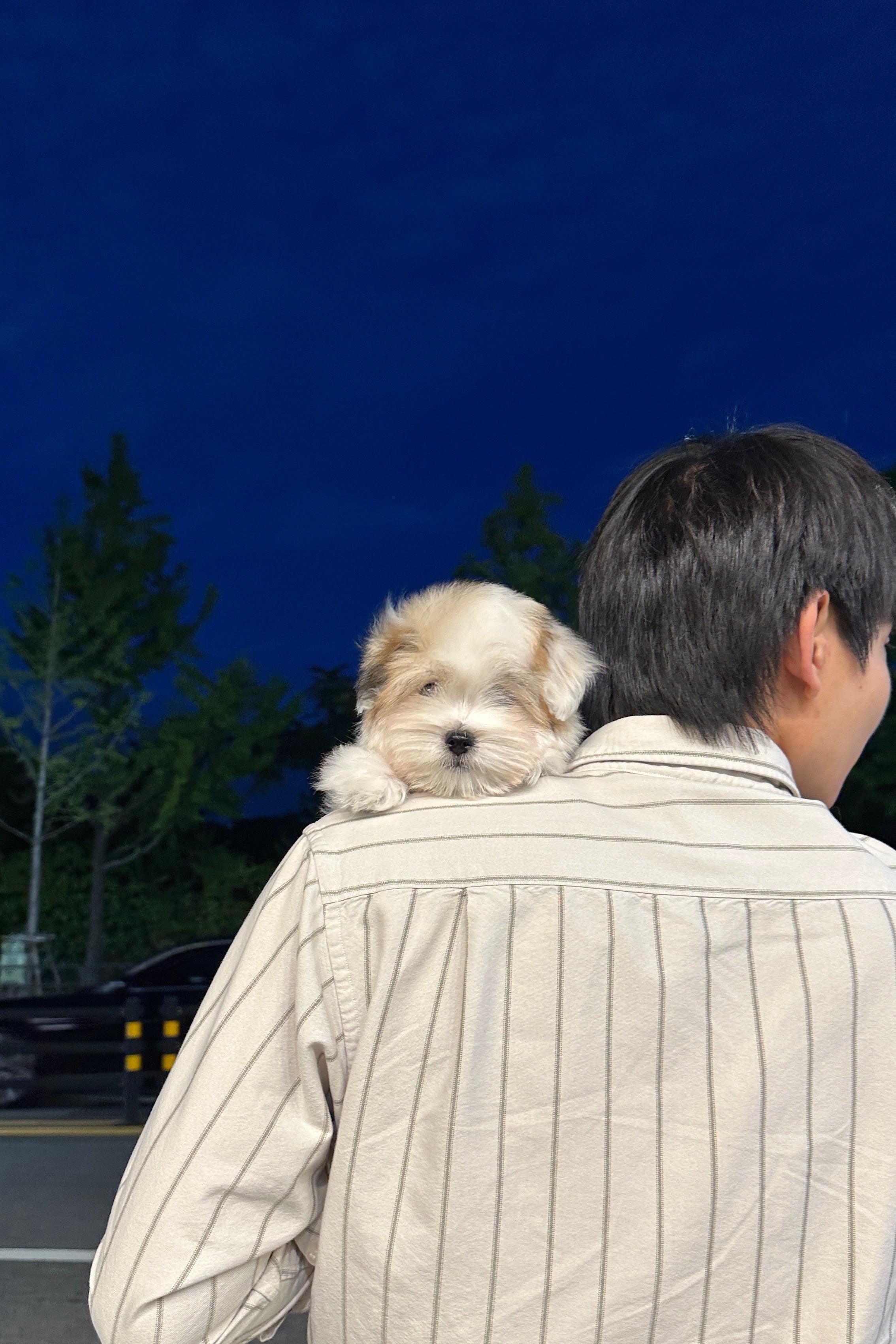 PYEONJI - MALE (COTON DE TULEAR)