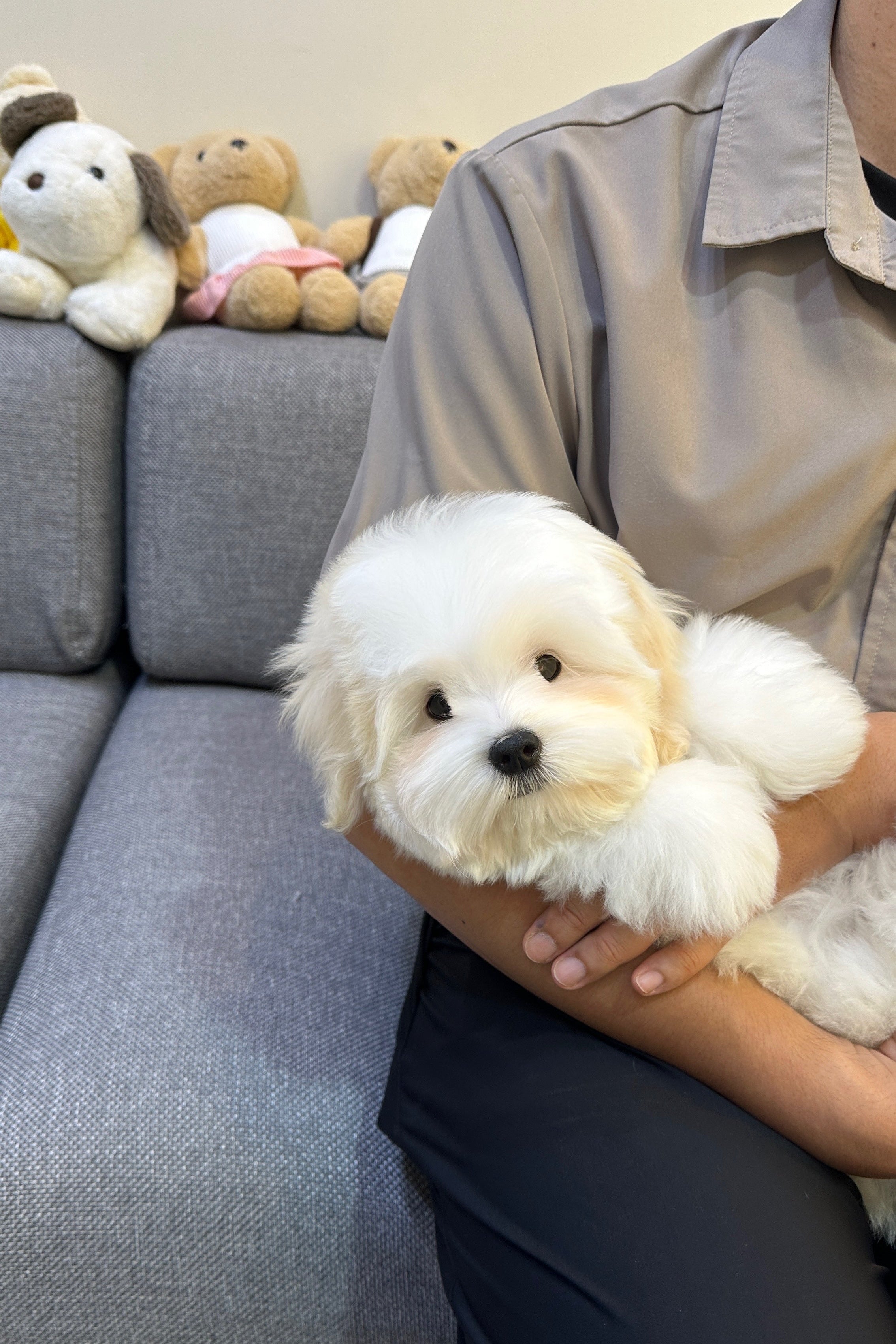 WOOYU - MALE (COTON DE TULEAR)
