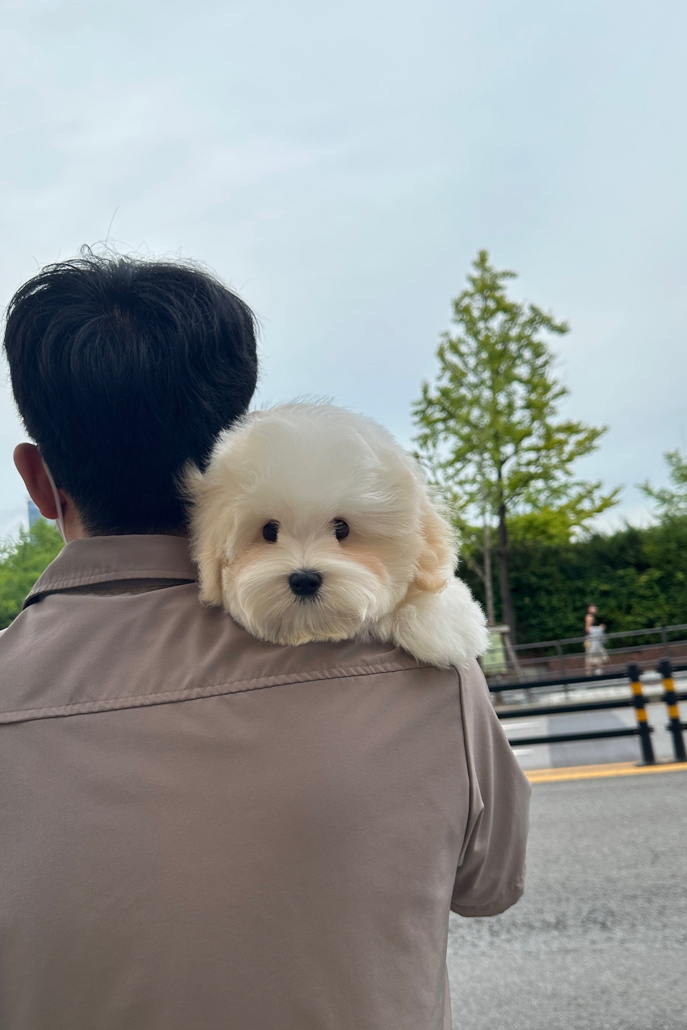 WOOYU - MALE (COTON DE TULEAR)
