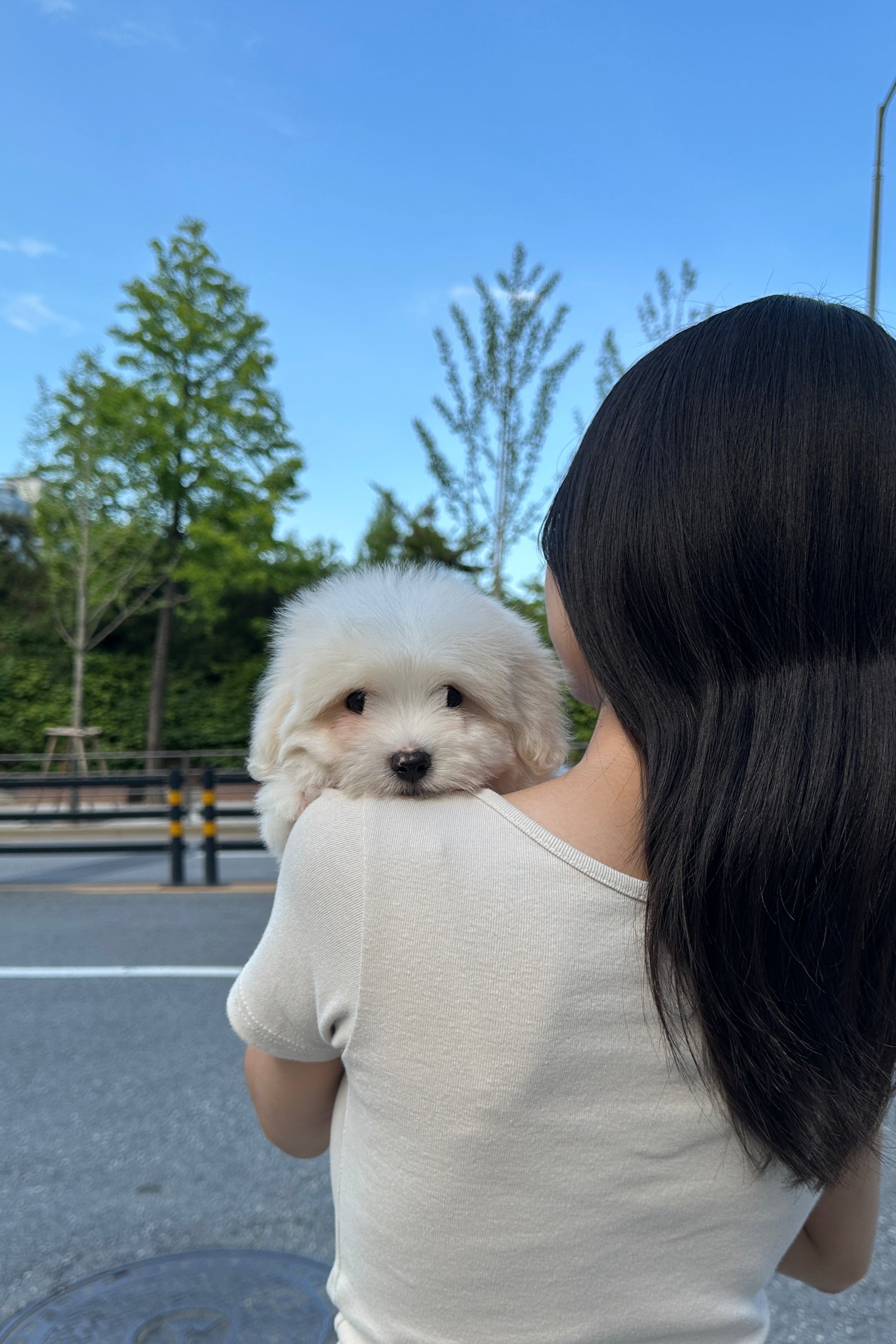 WOOJOO - MALE (COTON DE TULEAR)