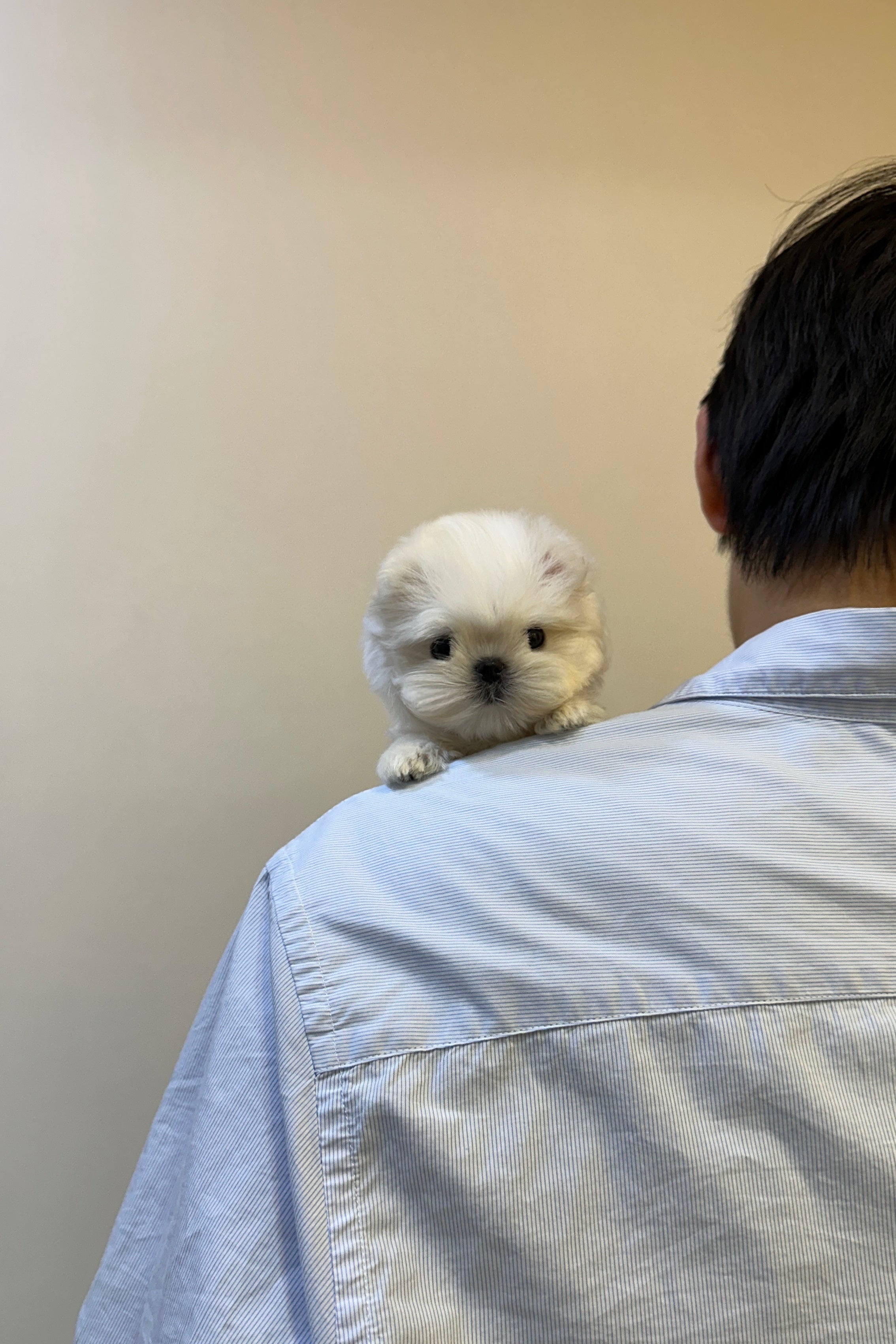 MOCHI - FEMALE (MALTESE)
