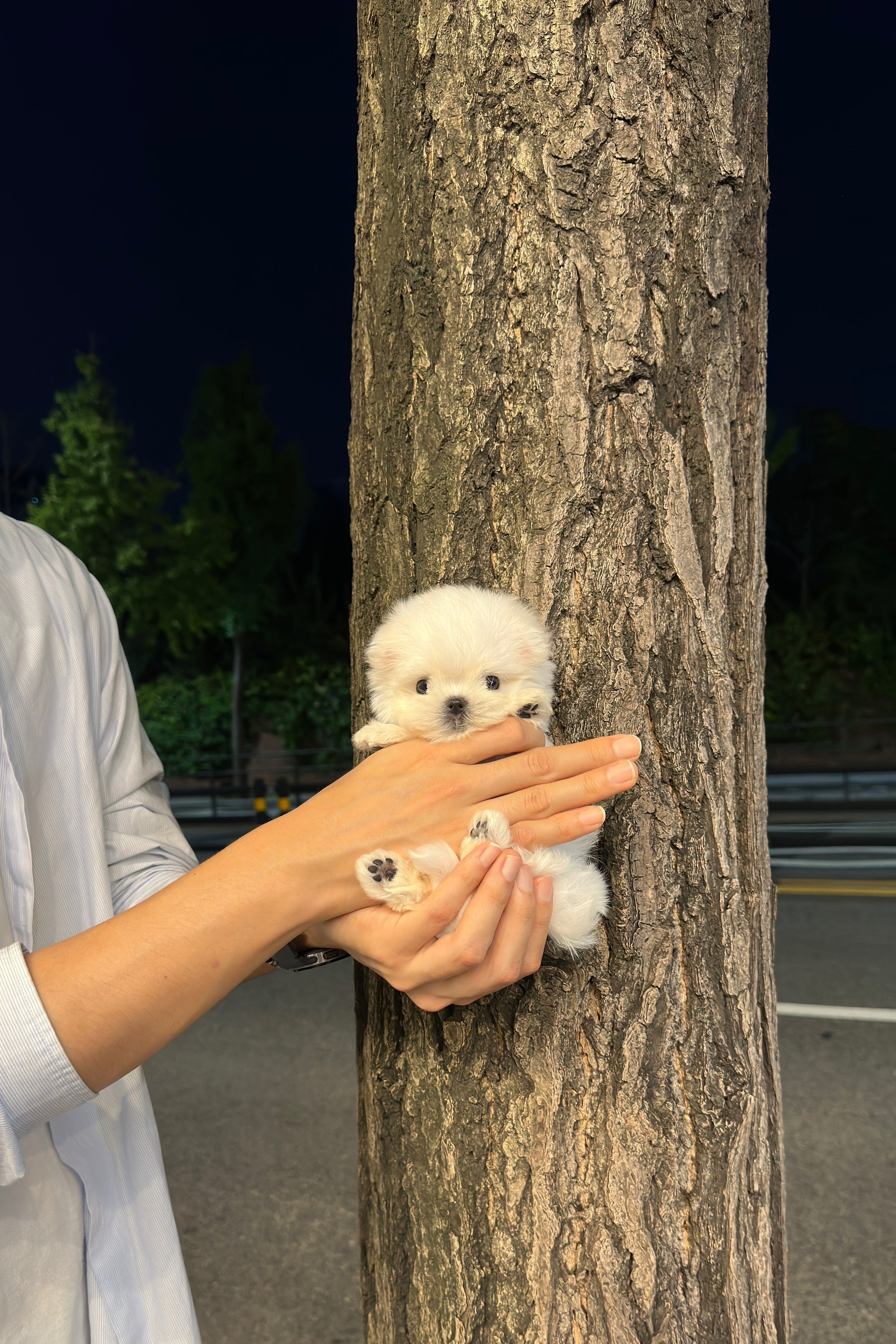 MOCHI - FEMALE (MALTESE)