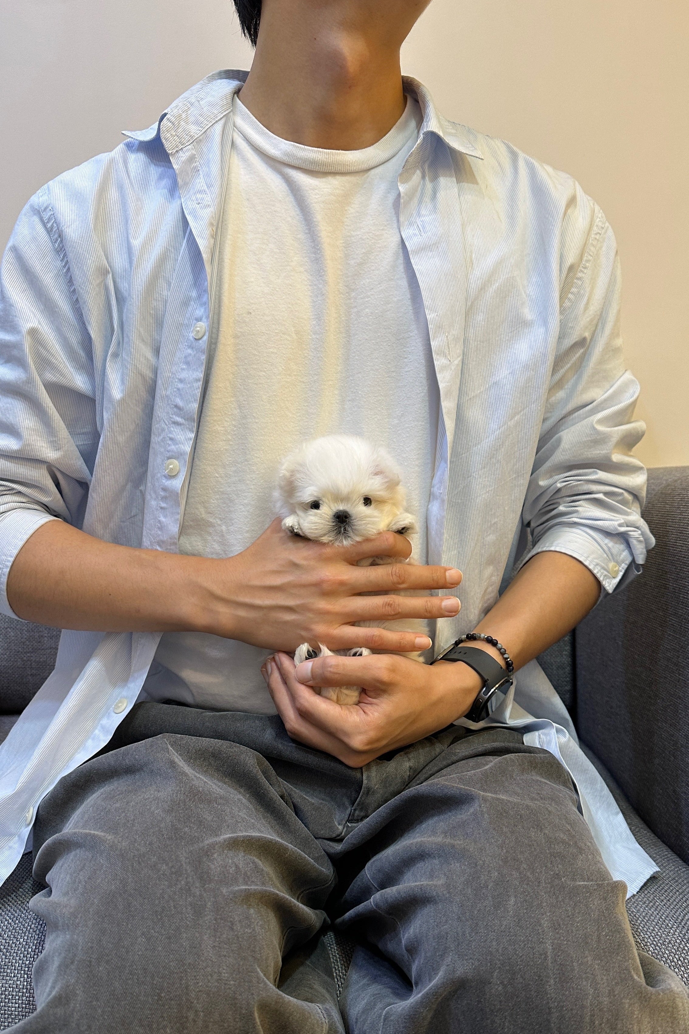 MOCHI - FEMALE (MALTESE)