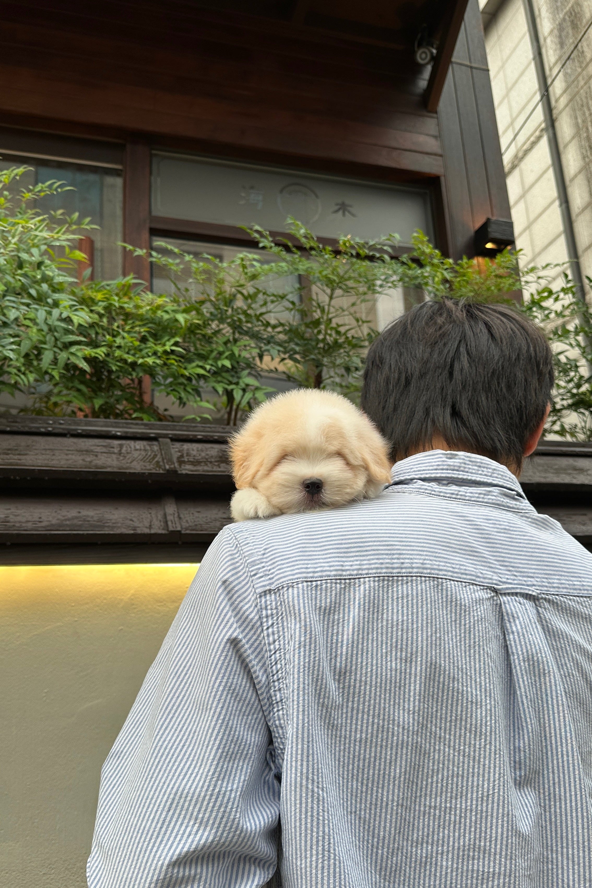 CHAI - MALE (COTON DE TULEAR)