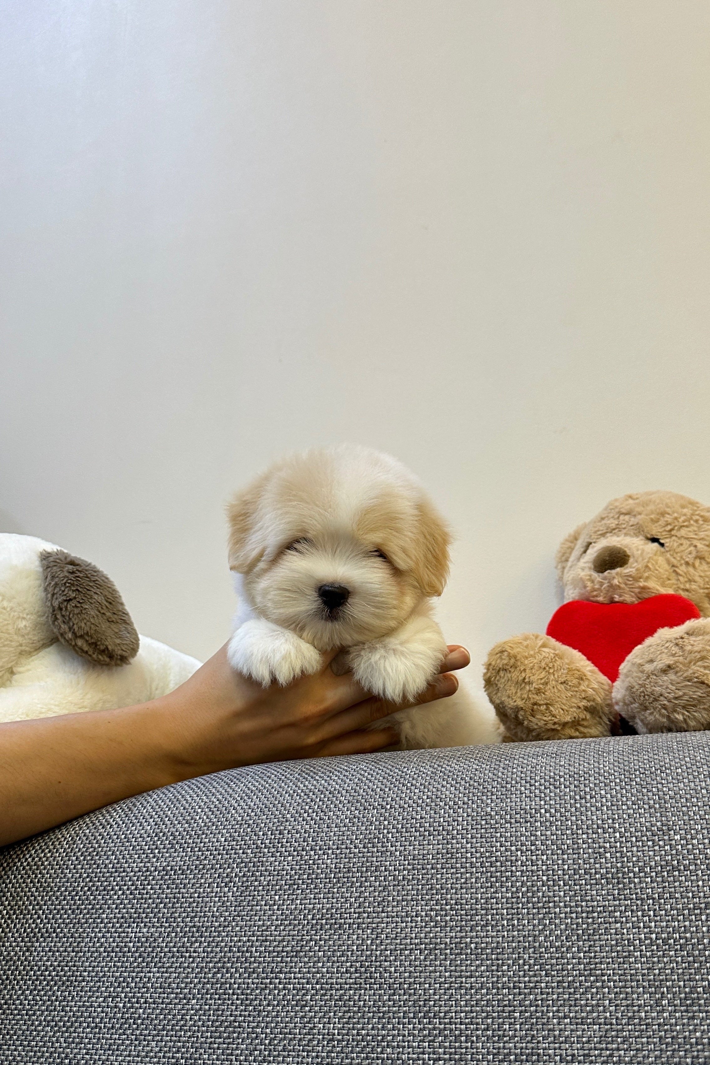 CHAI - MALE (COTON DE TULEAR)