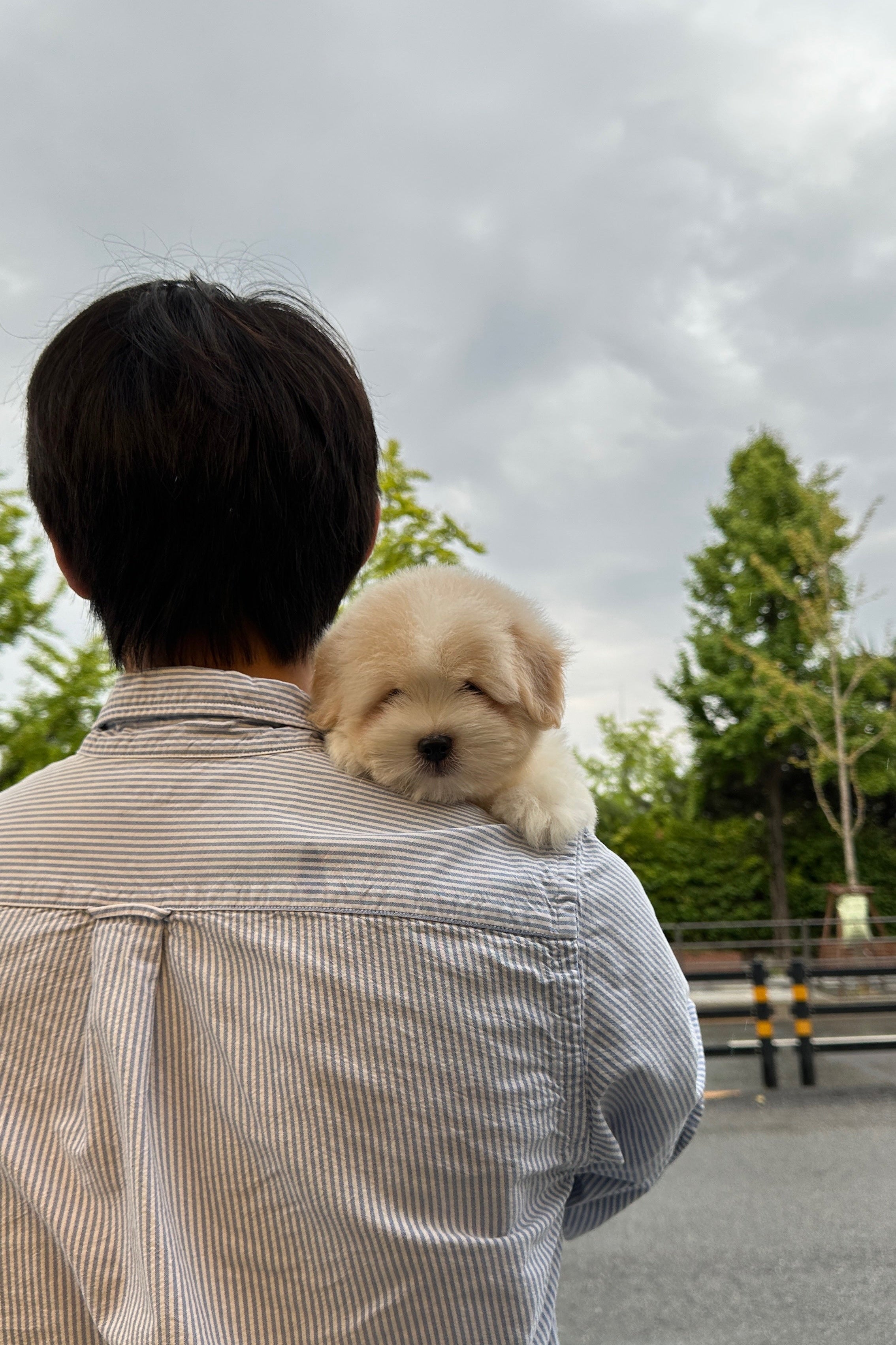 CHAI - MALE (COTON DE TULEAR)
