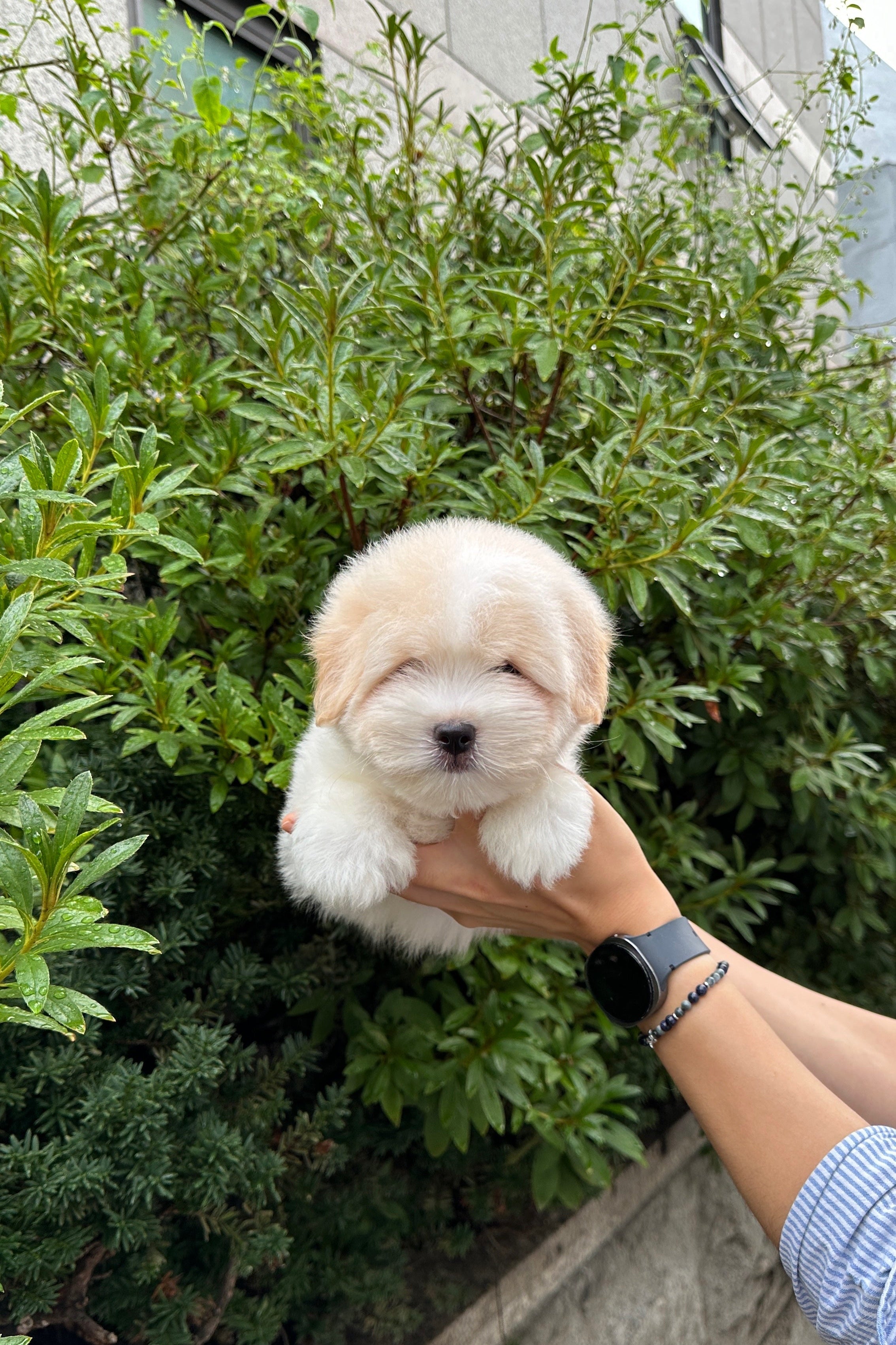 CHAI - MALE (COTON DE TULEAR)