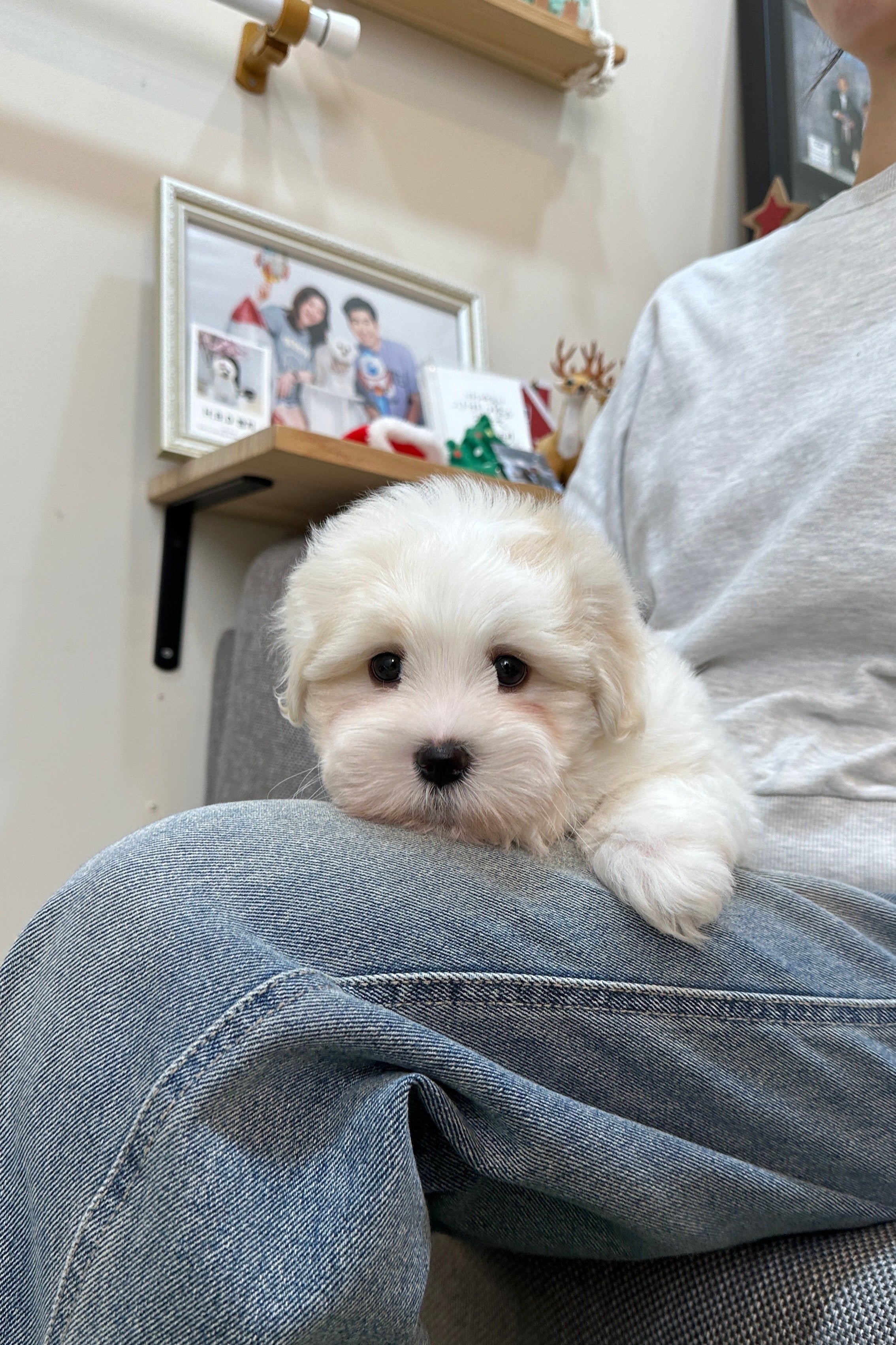 BUBBLE - MALE (COTON DE TULEAR)