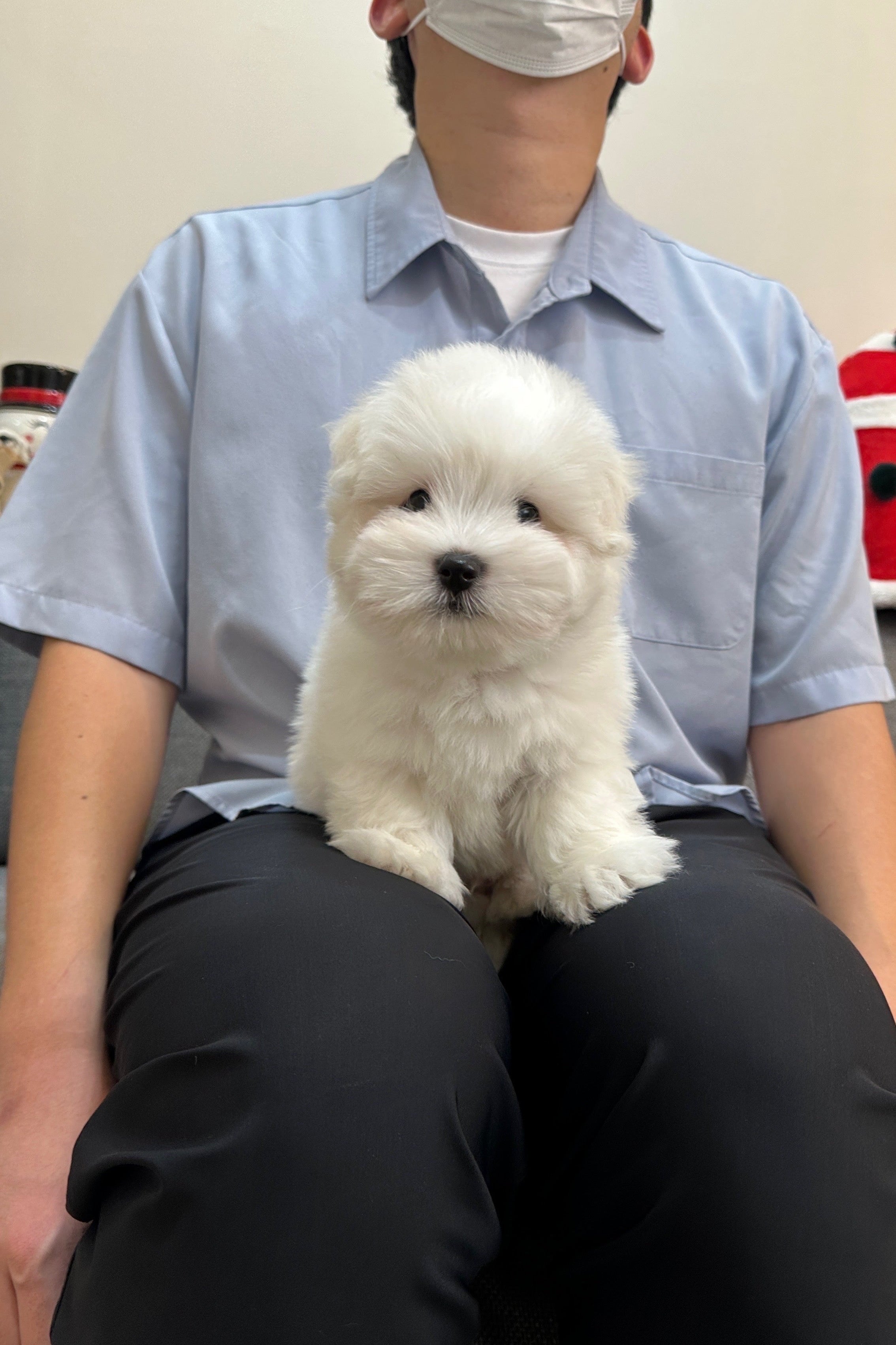 COTTON - MALE (COTON DE TULEAR)