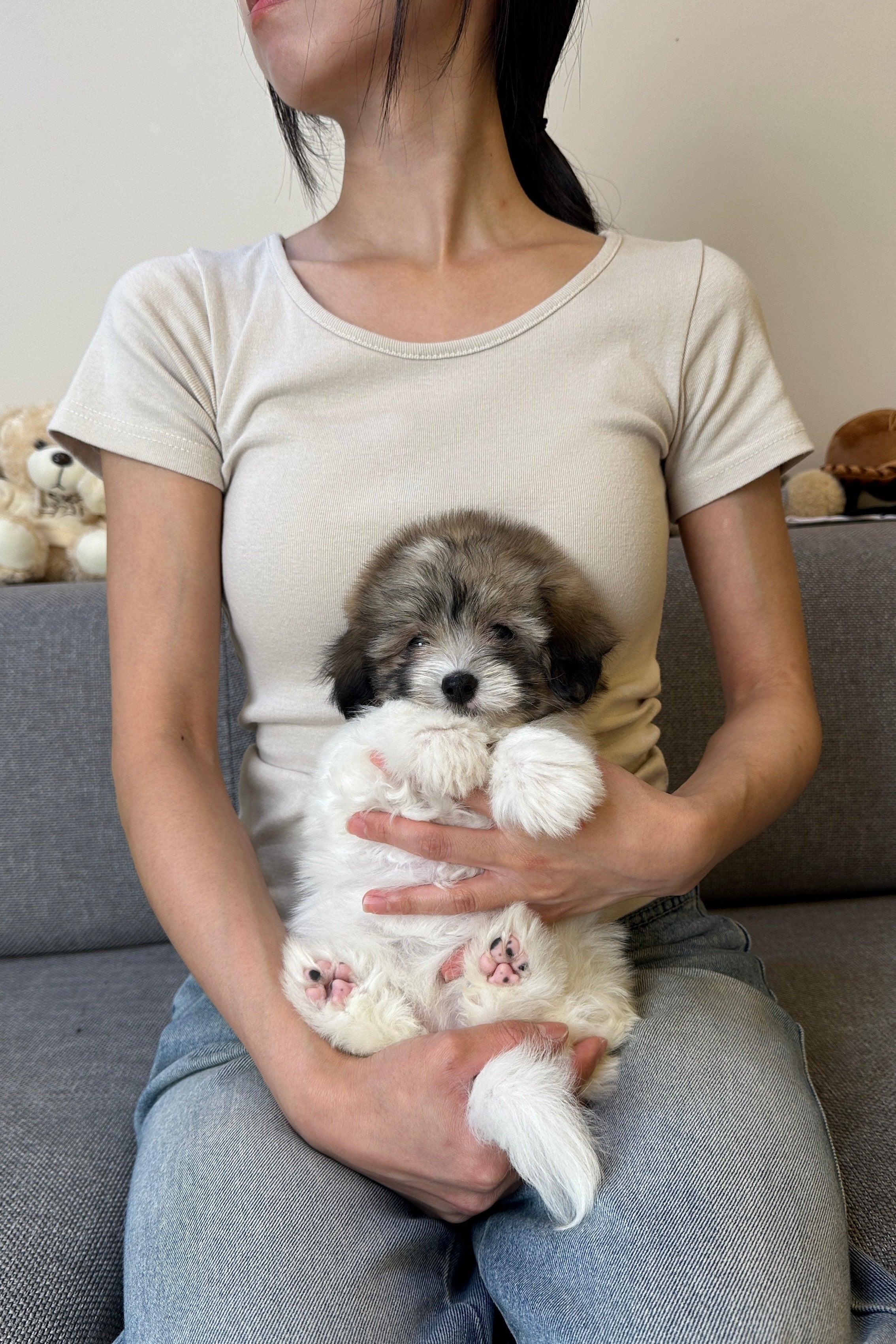 MINI - FEMALE (COTON DE TULEAR)