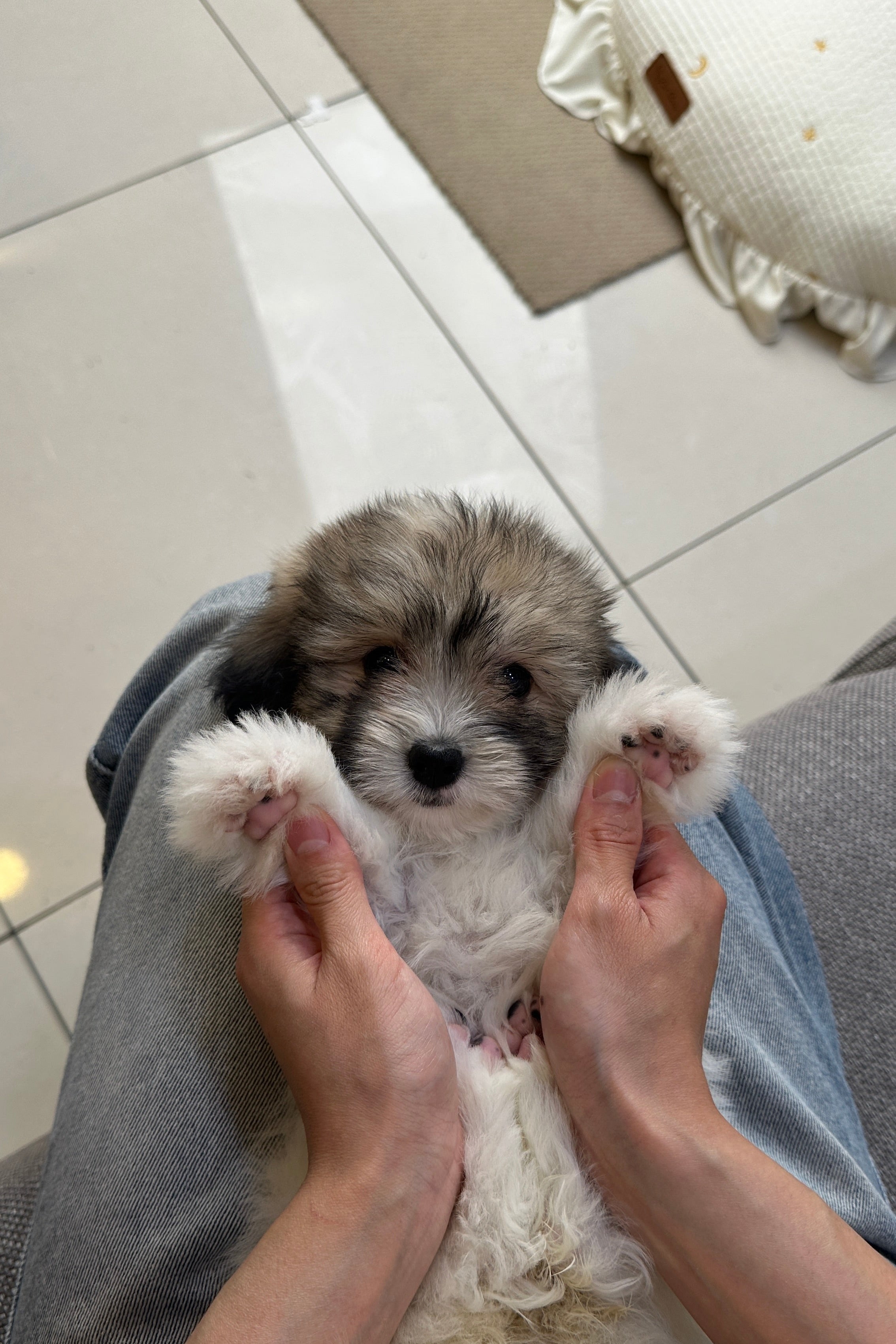 MINI - FEMALE (COTON DE TULEAR)