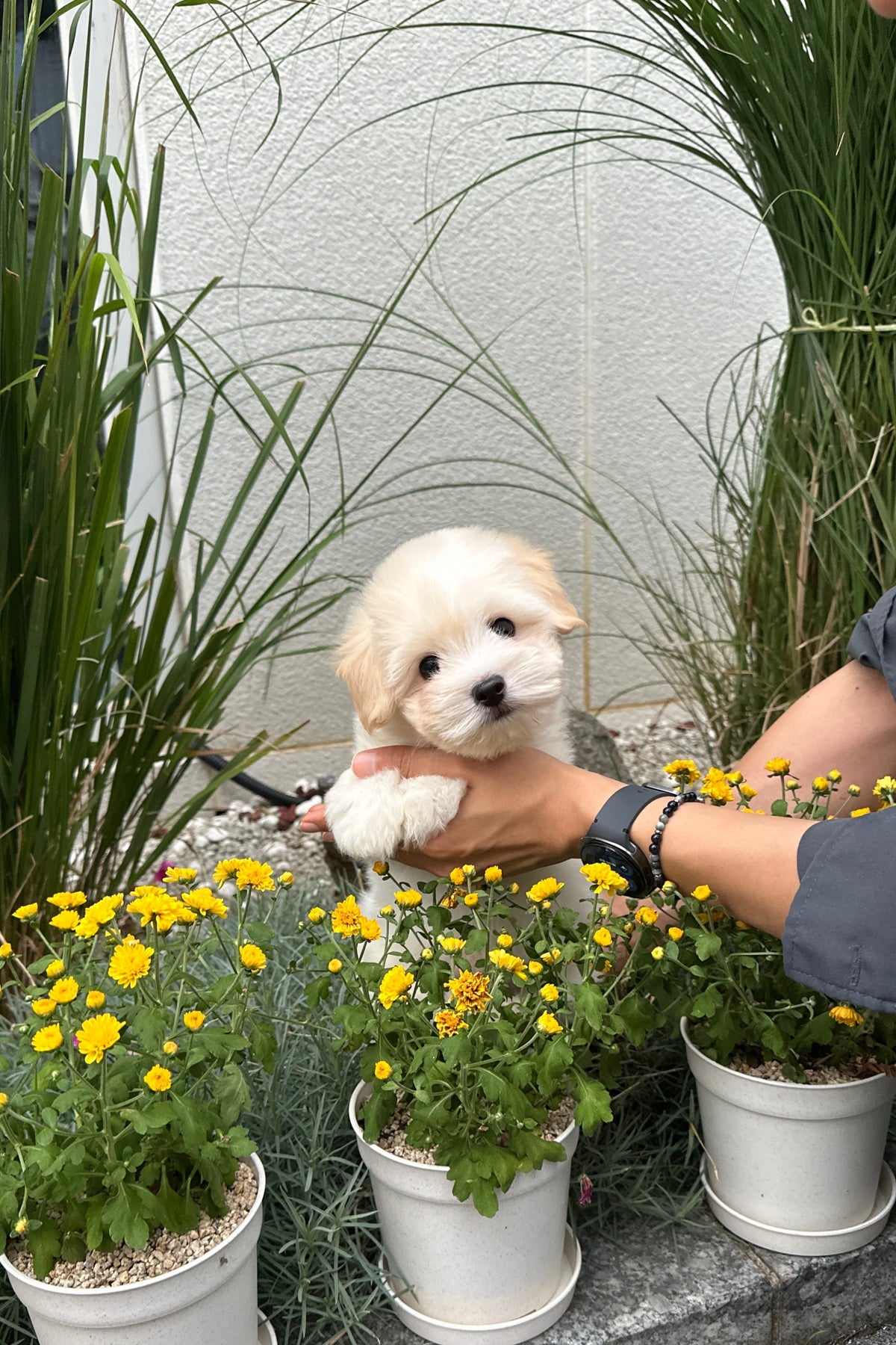 WAFFLE - MALE (COTON DE TULEAR)