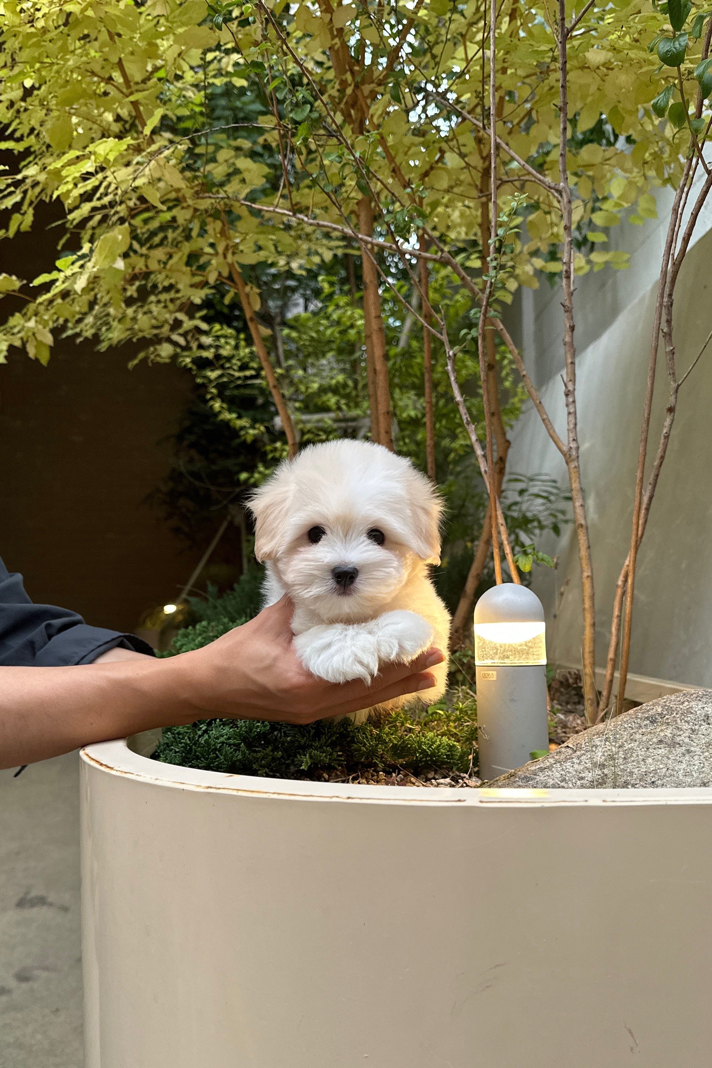 WAFFLE - MALE (COTON DE TULEAR)