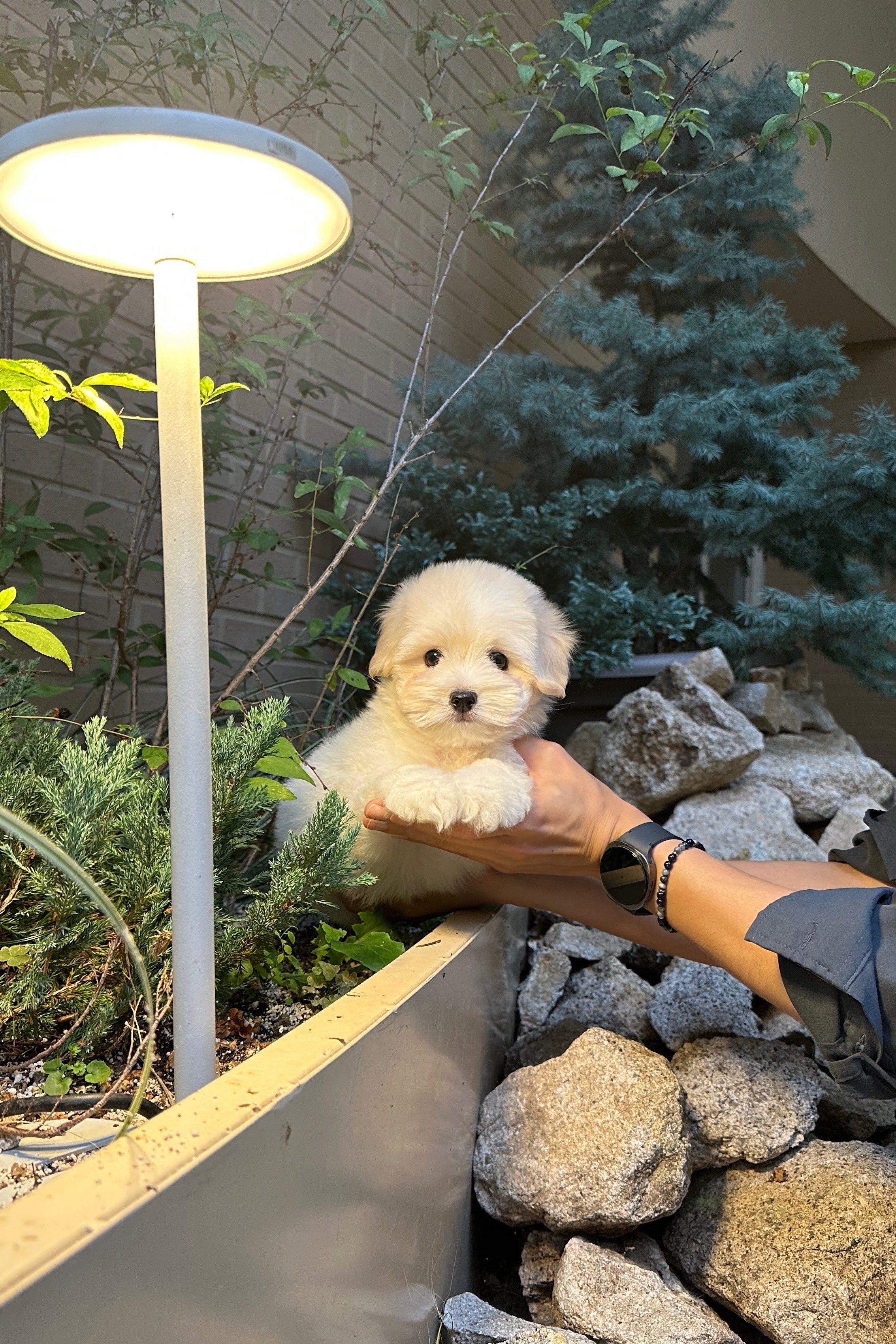 WAFFLE - MALE (COTON DE TULEAR)