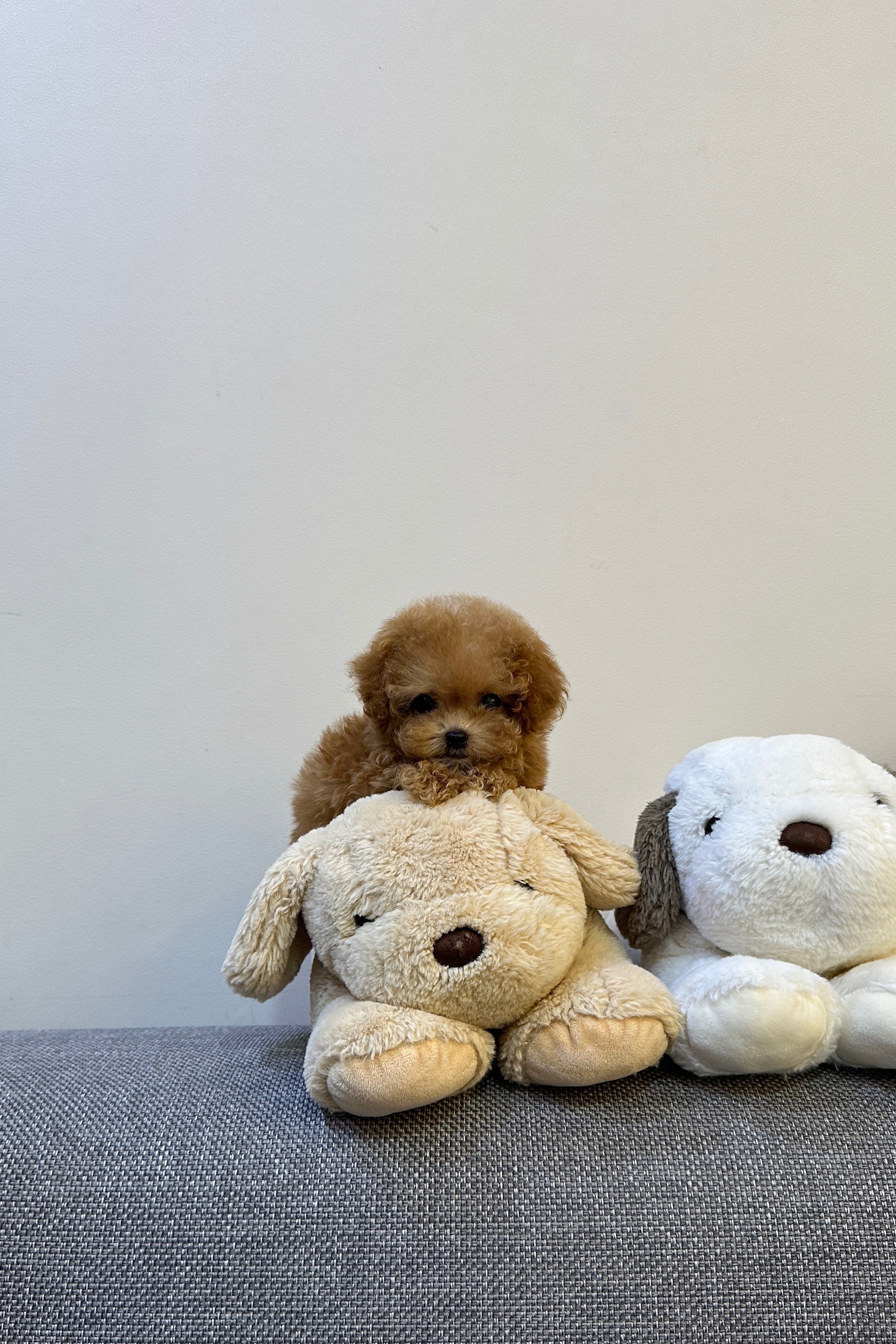 BAM - FEMALE (POODLE)