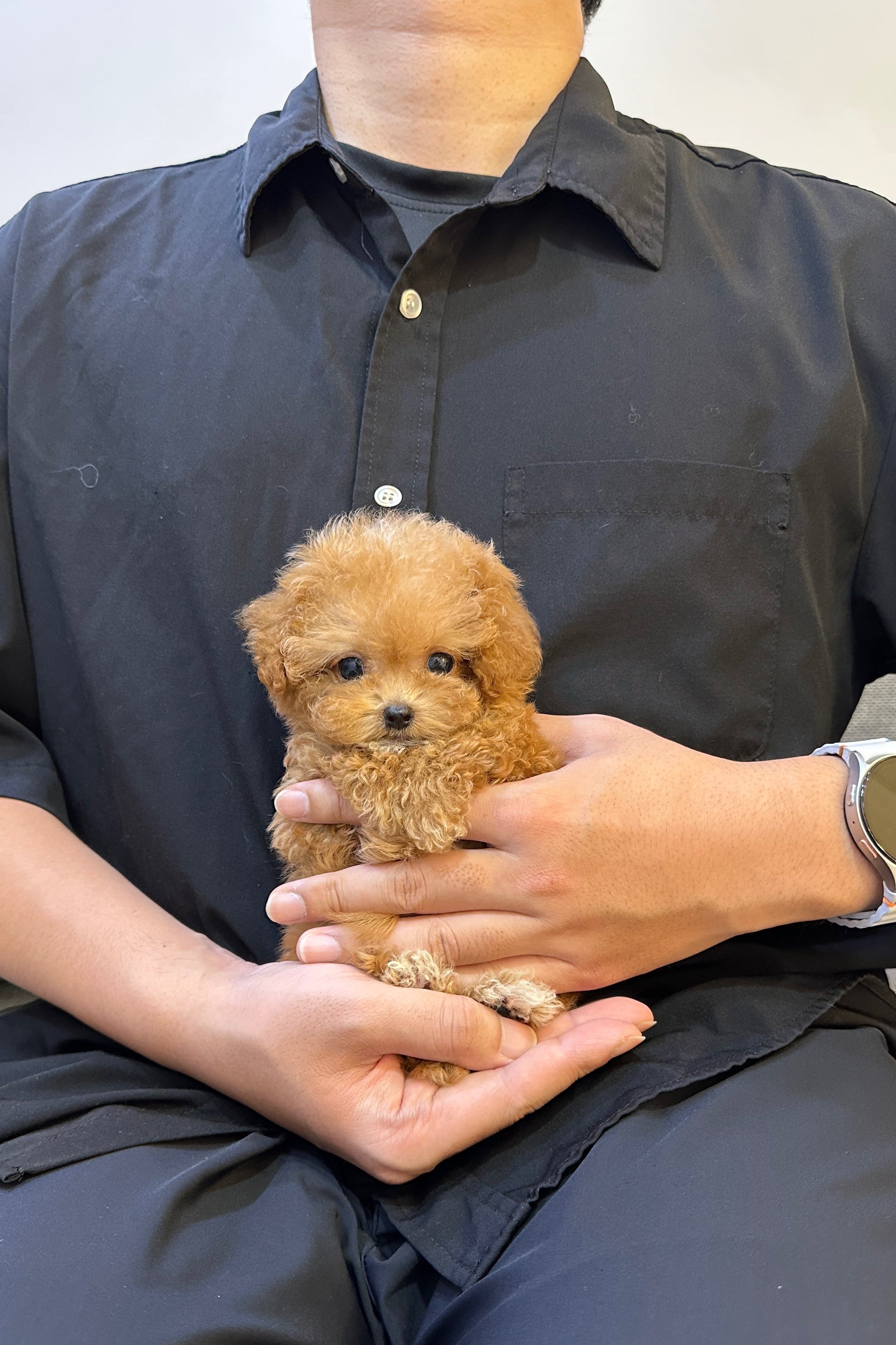 BAM - FEMALE (POODLE)