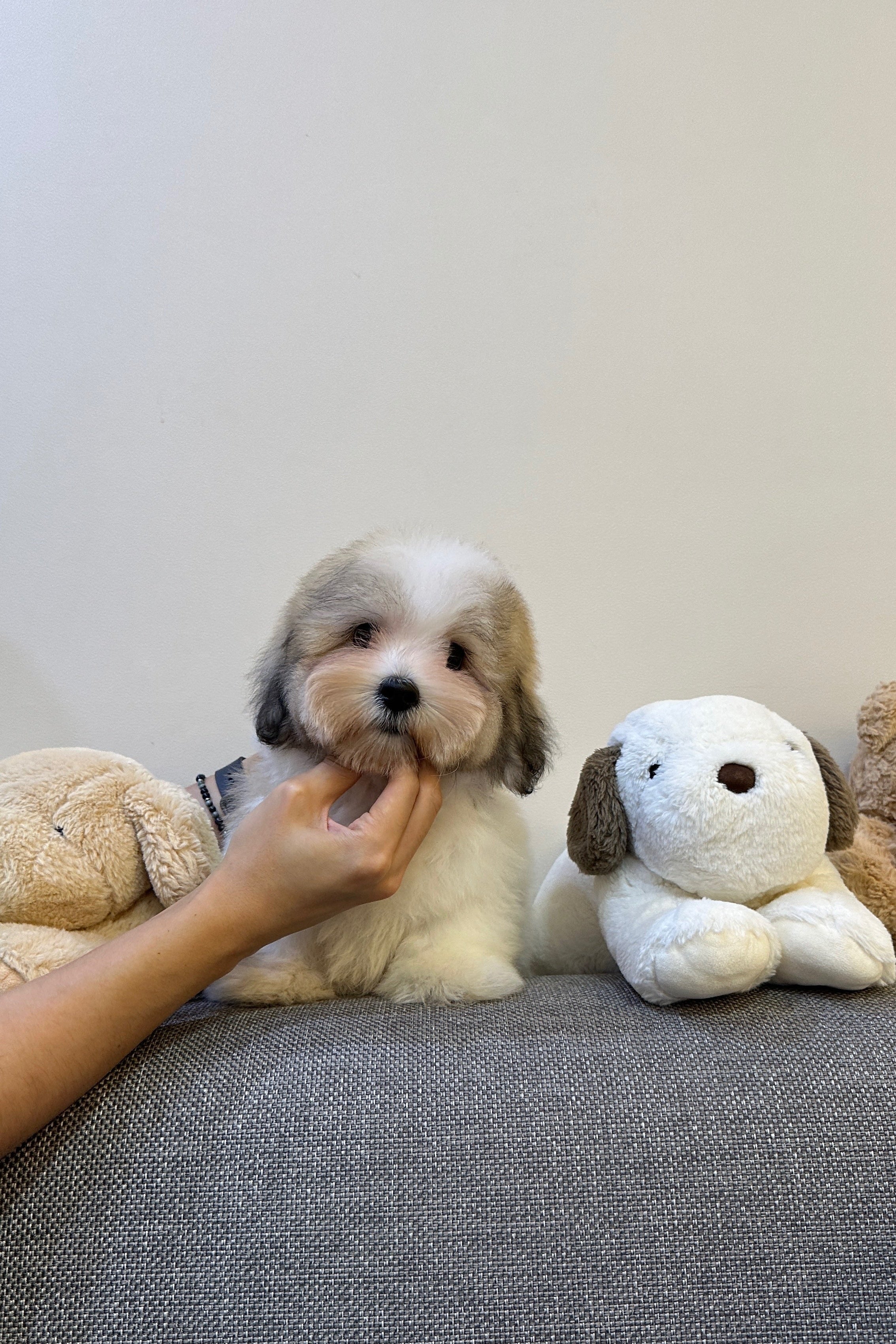 SUBAK - MALE (COTON DE TULEAR)