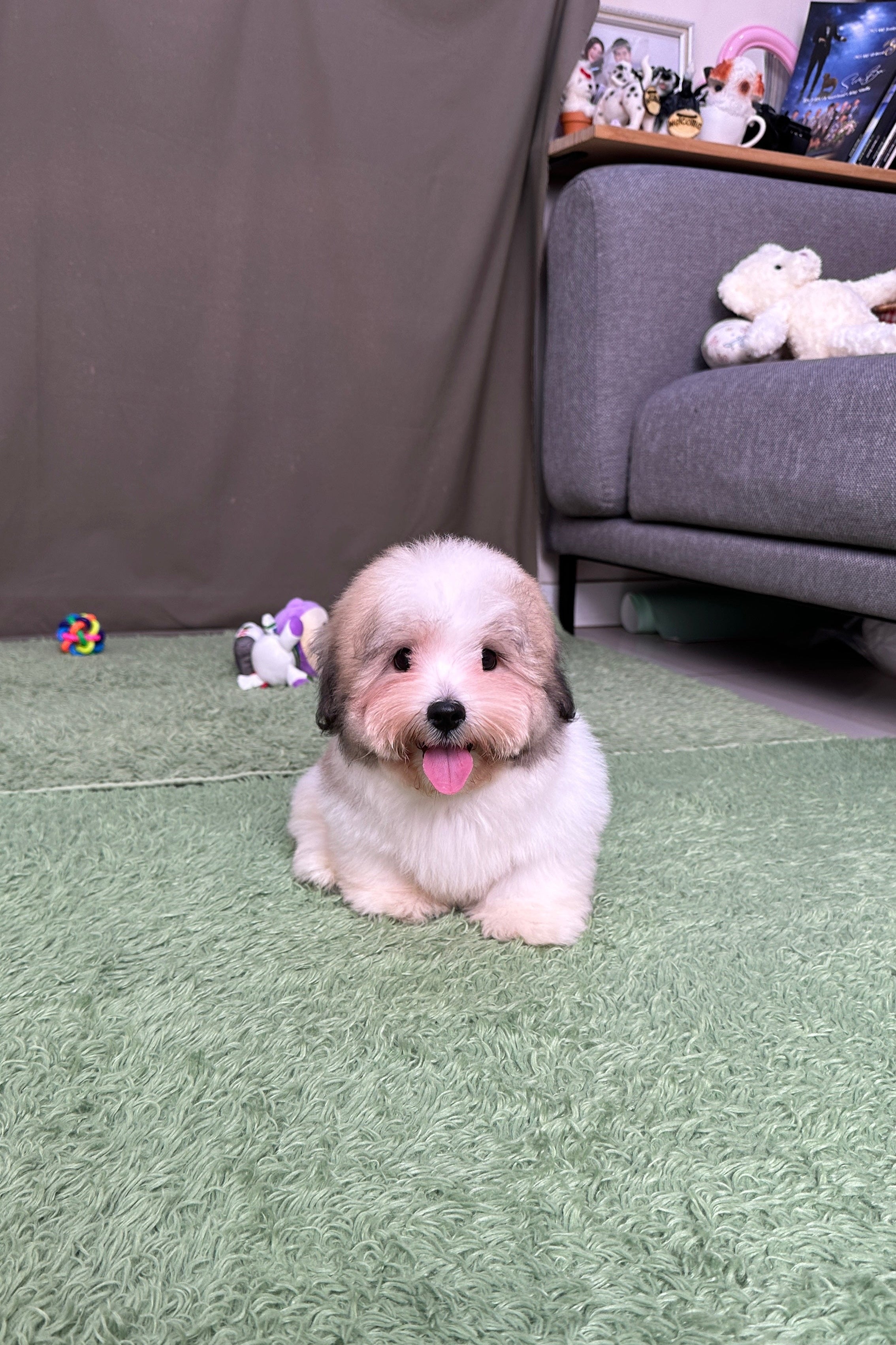 SUBAK - MALE (COTON DE TULEAR)