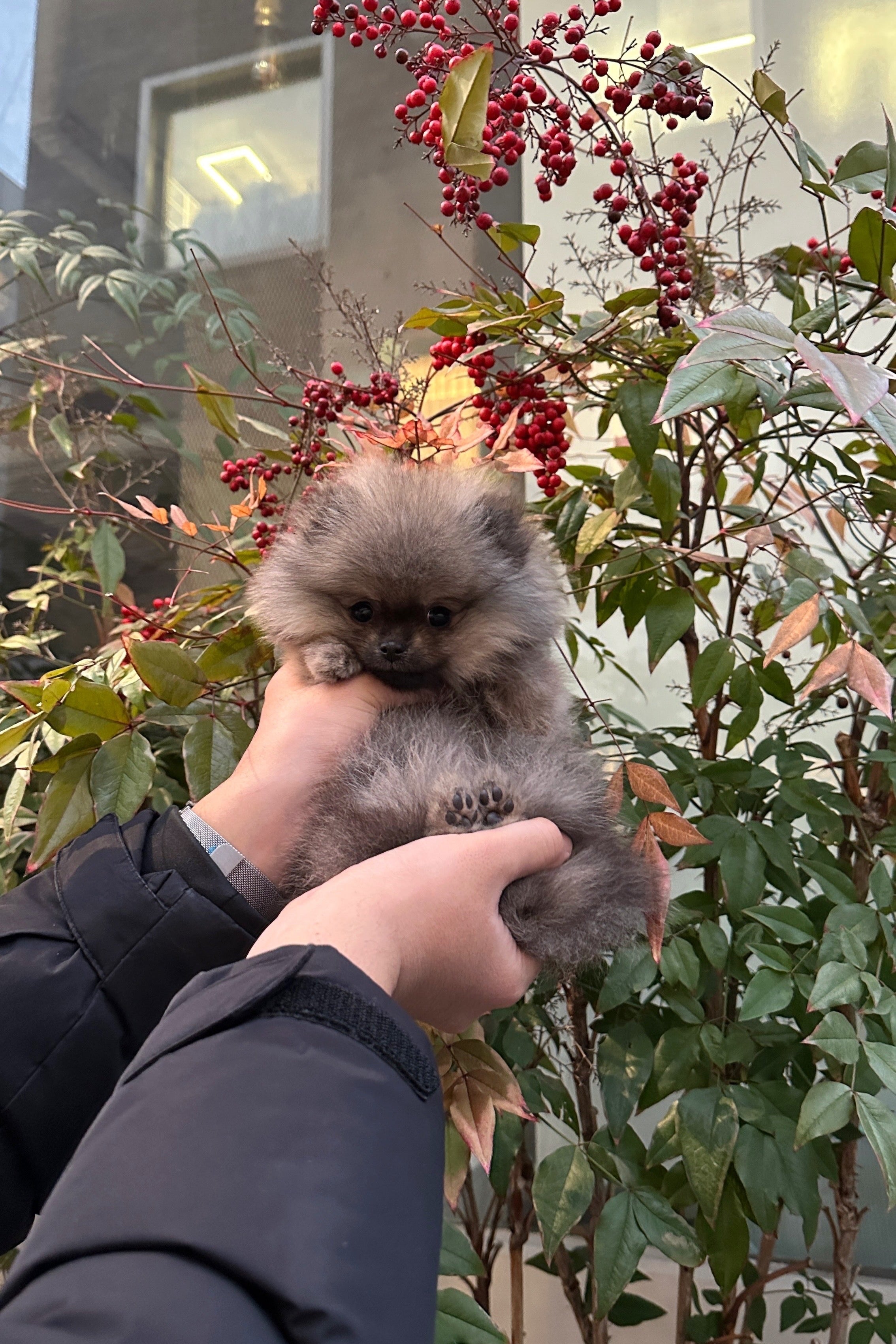 GOMGOM - FEMALE (POMERANIAN)