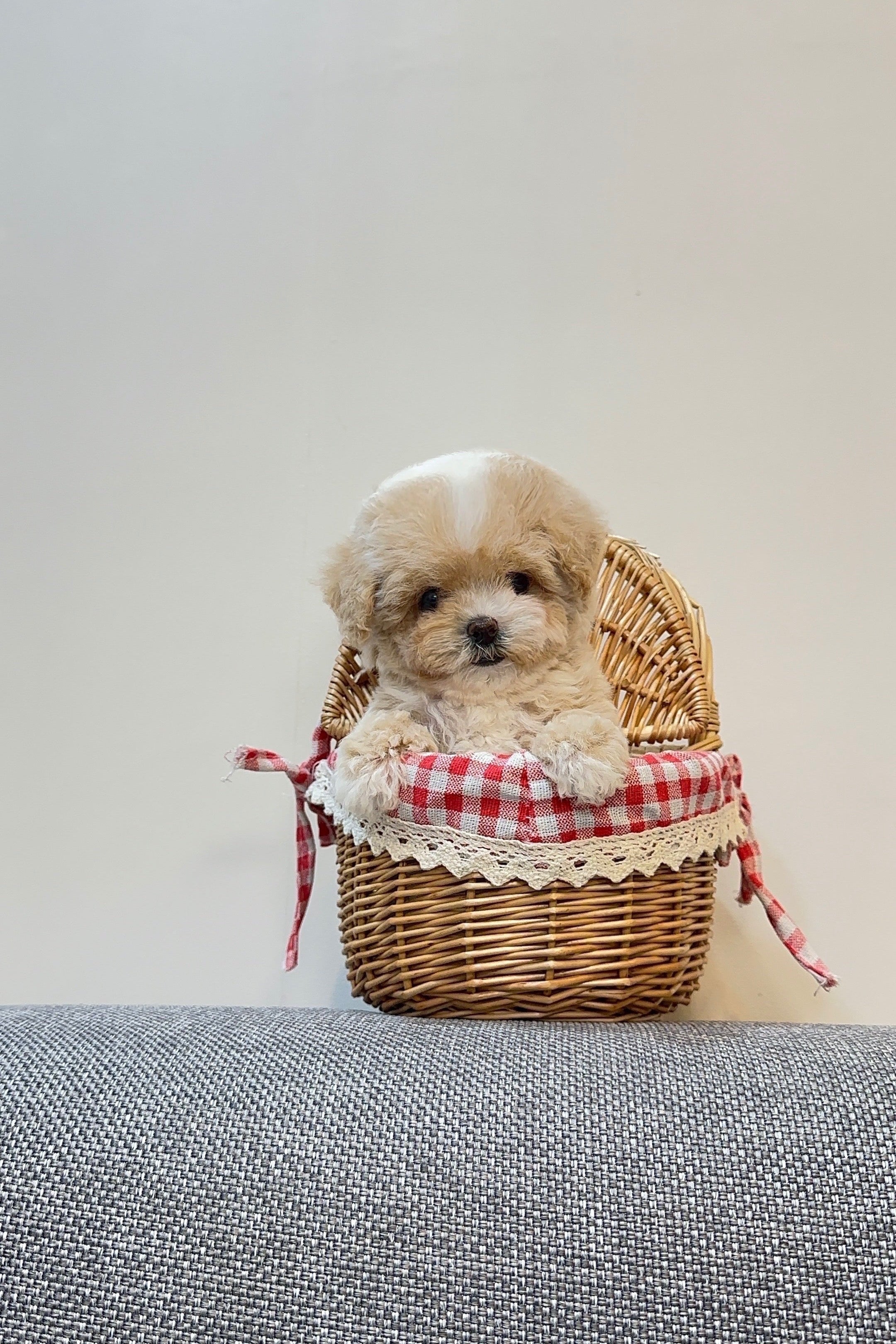 MUFFIN - FEMALE (MALTIPOO)