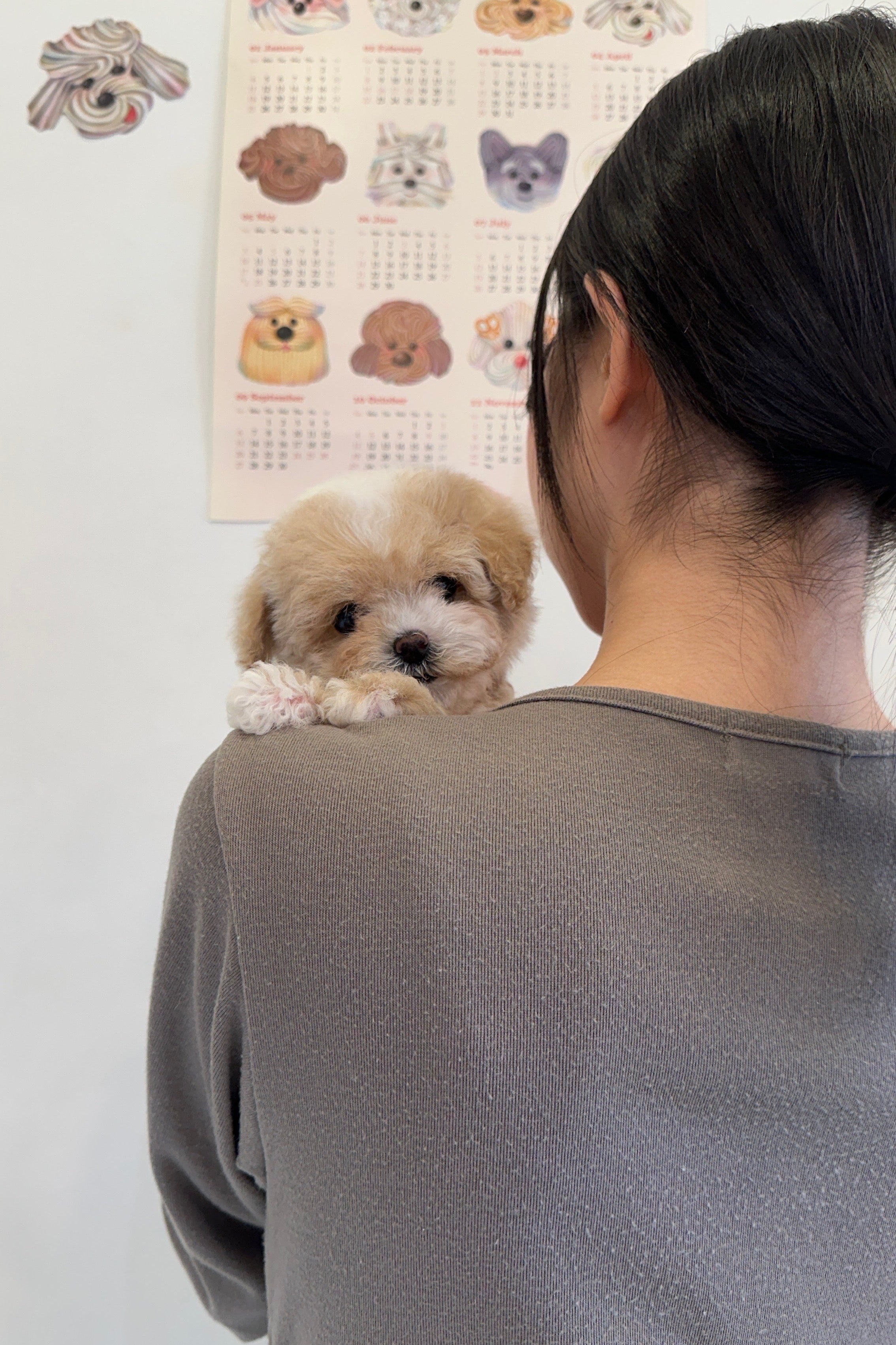 MUFFIN - FEMALE (MALTIPOO)