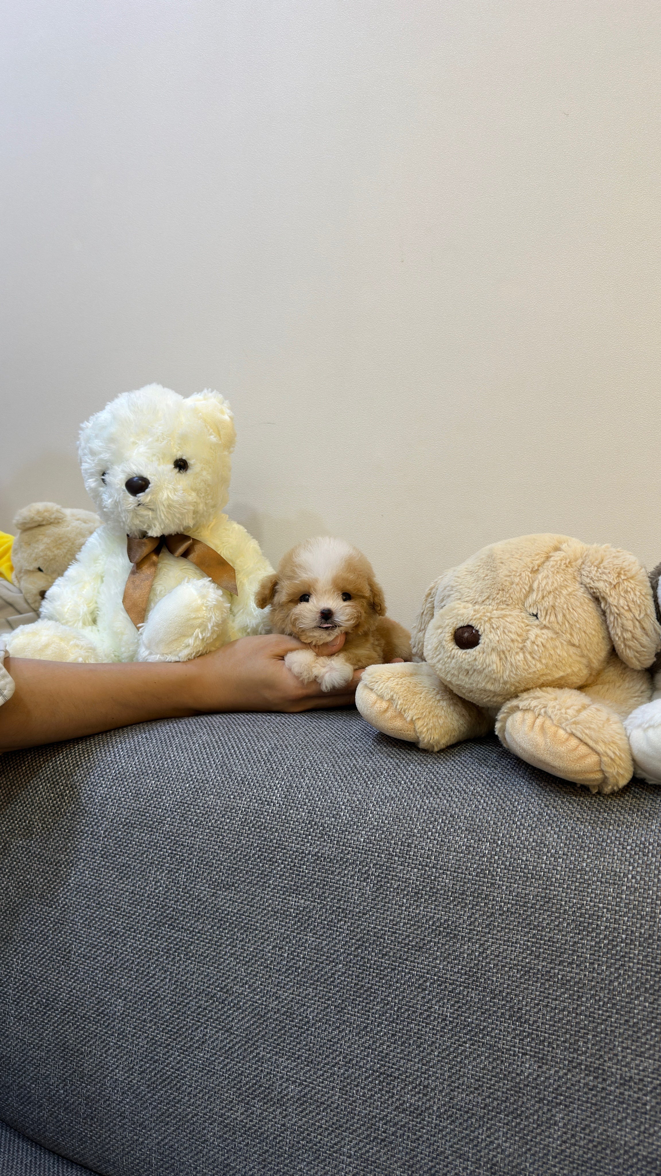 TAEYANG - MALE (MALTIPOO)