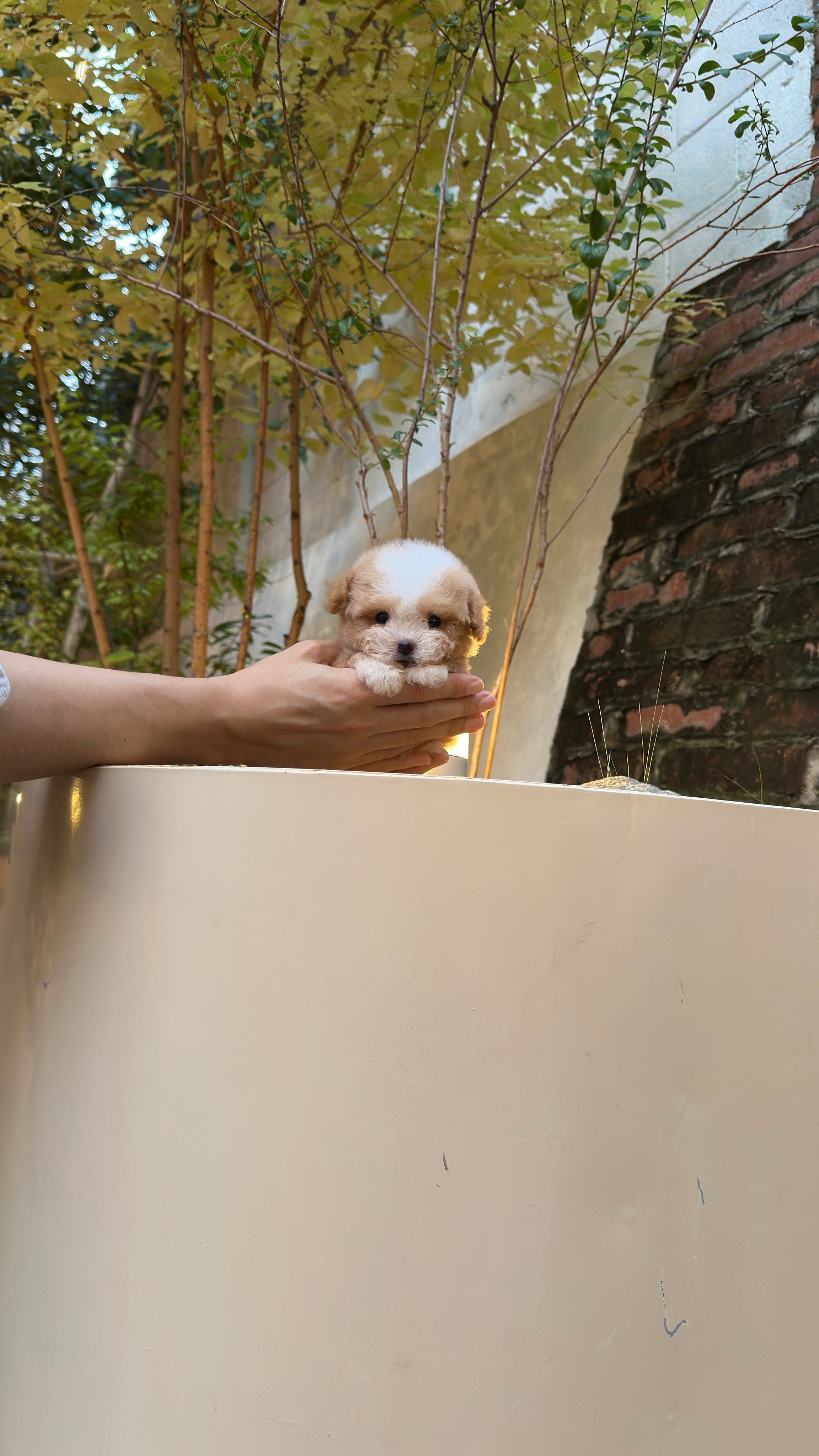 TAEYANG - MALE (MALTIPOO)