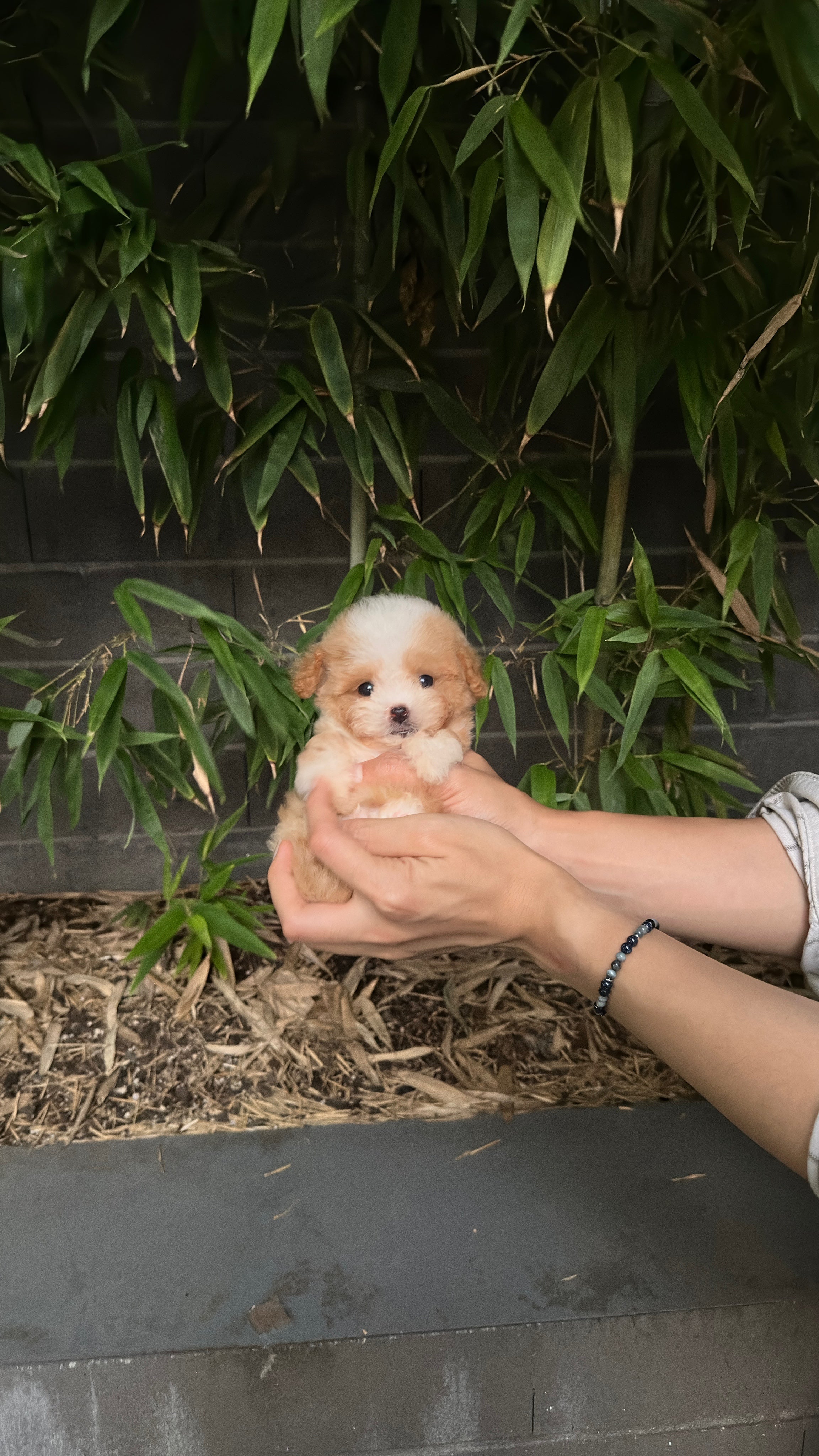 TAEYANG - MALE (MALTIPOO)