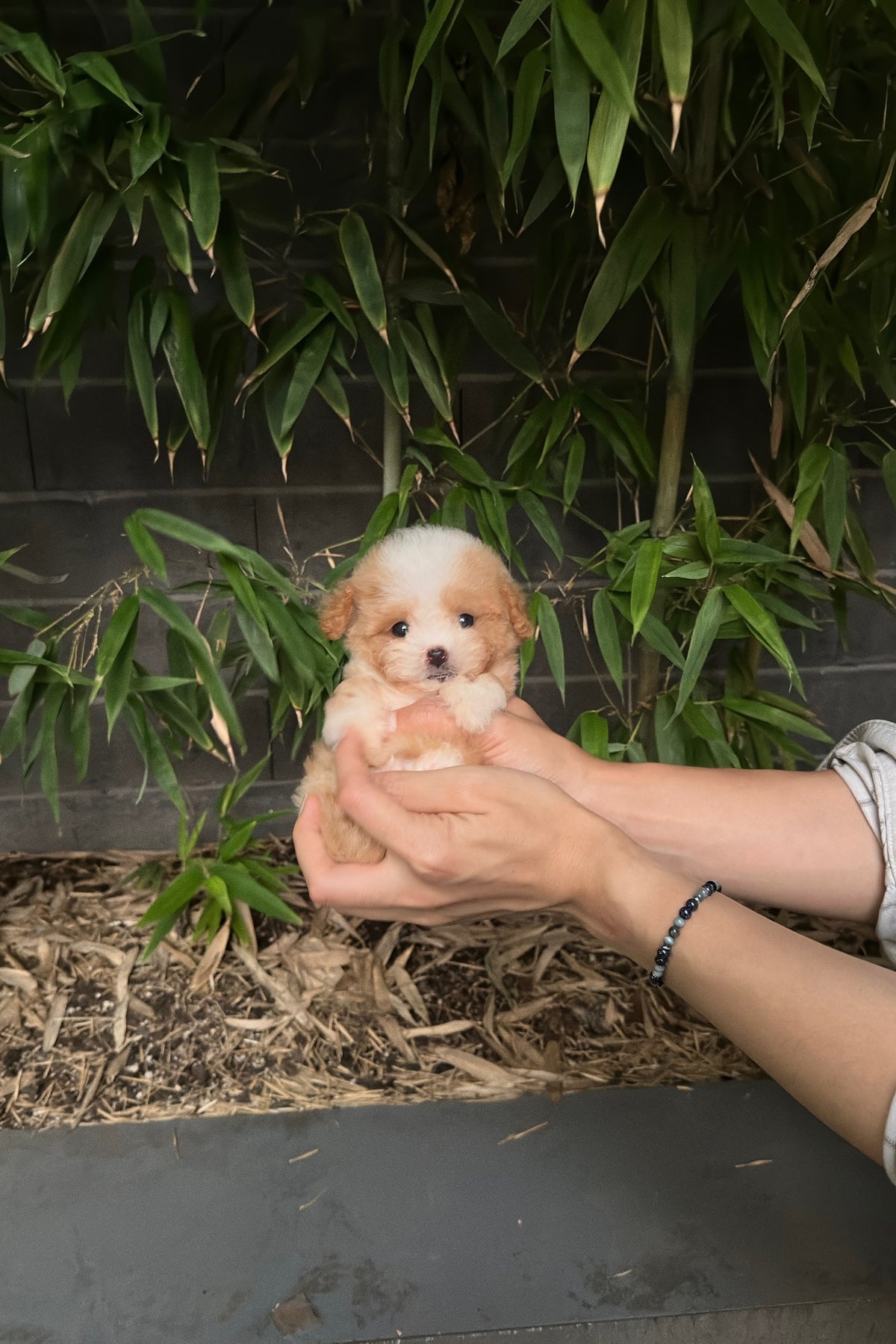 TAEYANG - MALE (MALTIPOO)
