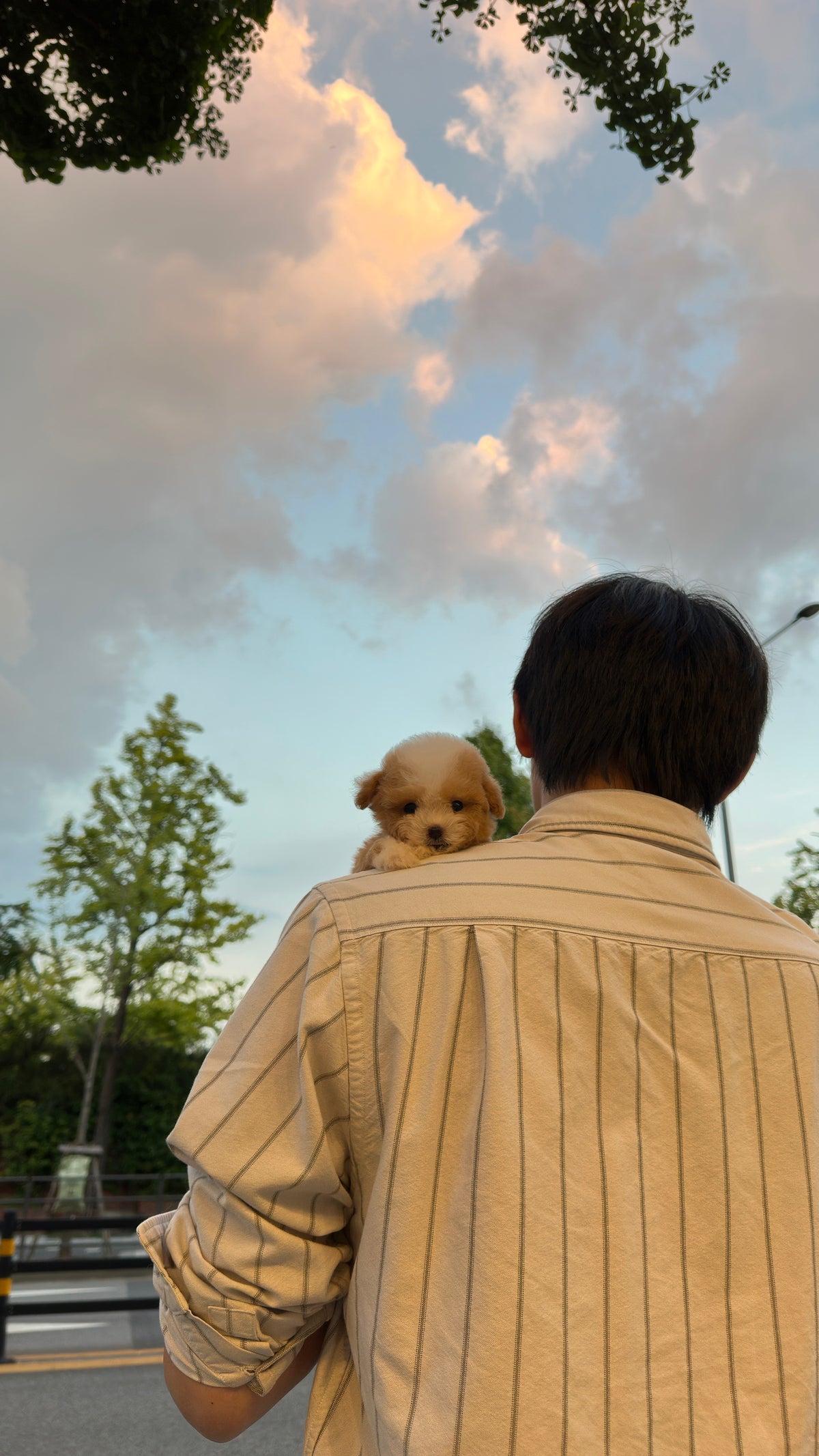 TAEYANG - MALE (MALTIPOO)