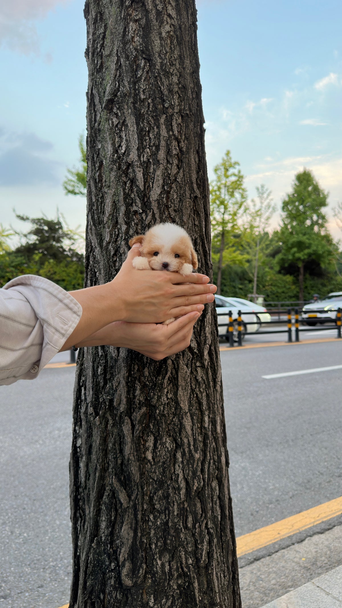 TAEYANG - MALE (MALTIPOO)