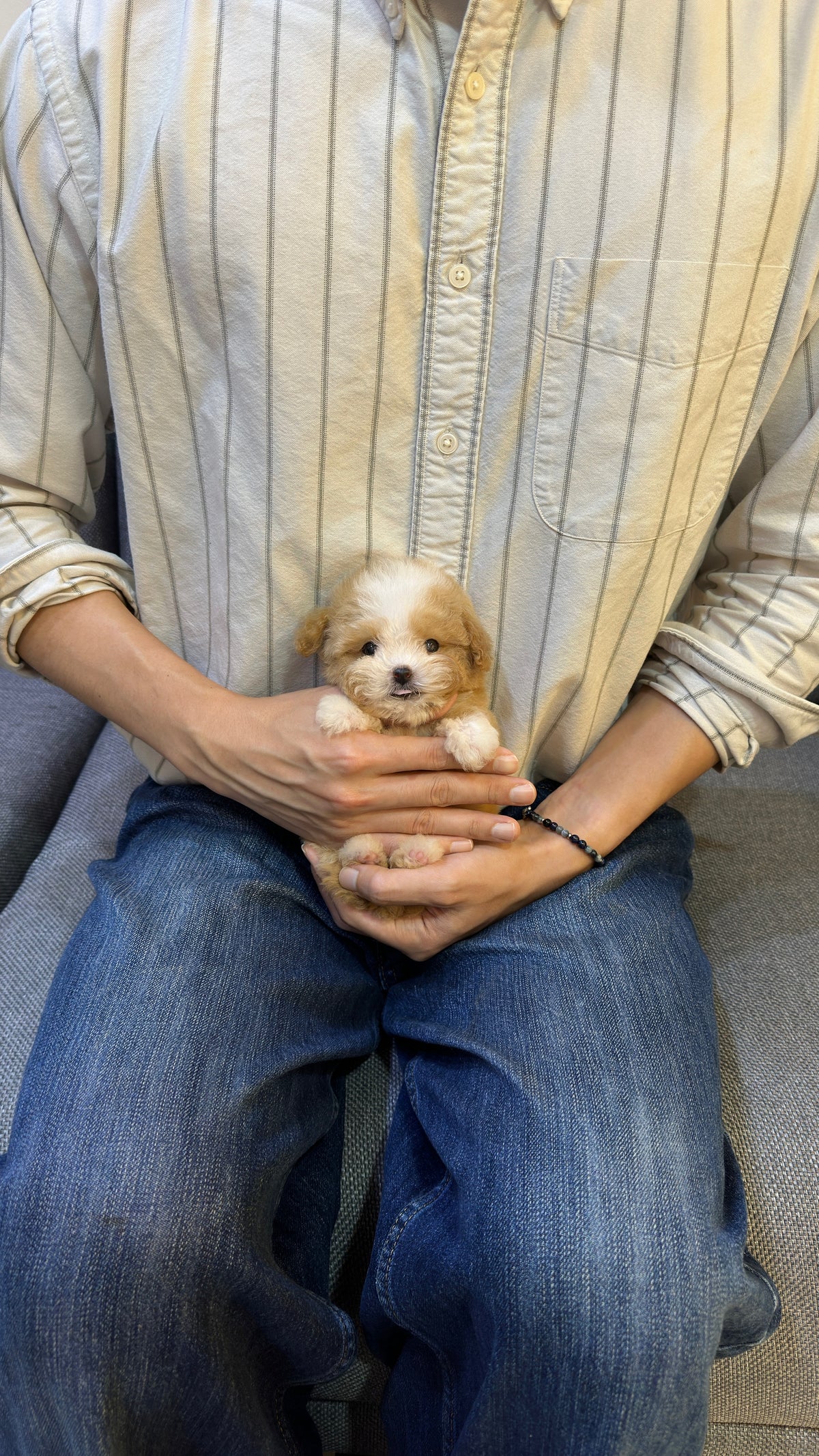 TAEYANG - MALE (MALTIPOO)