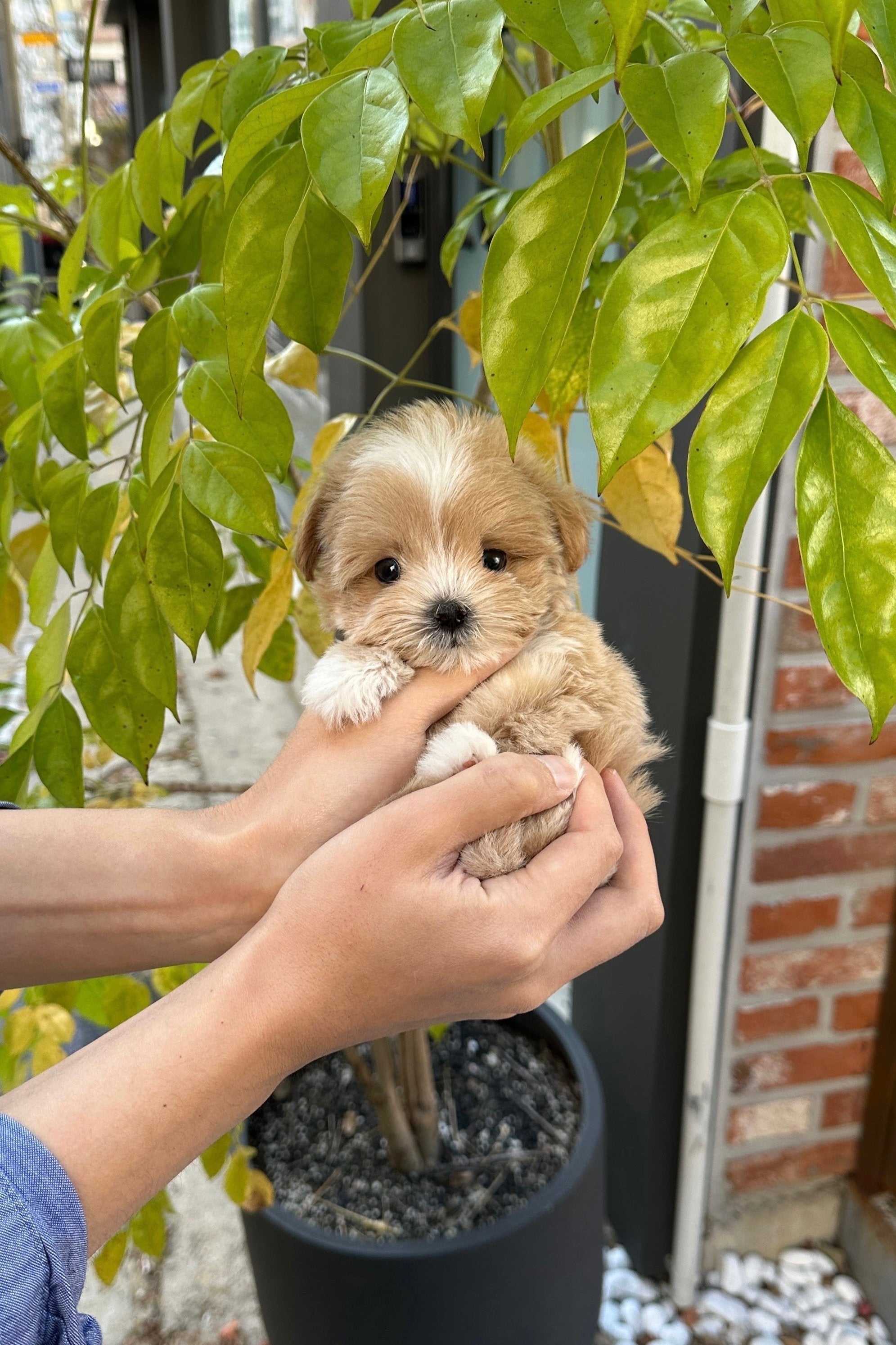 OA - MALE (MALTIPOO)