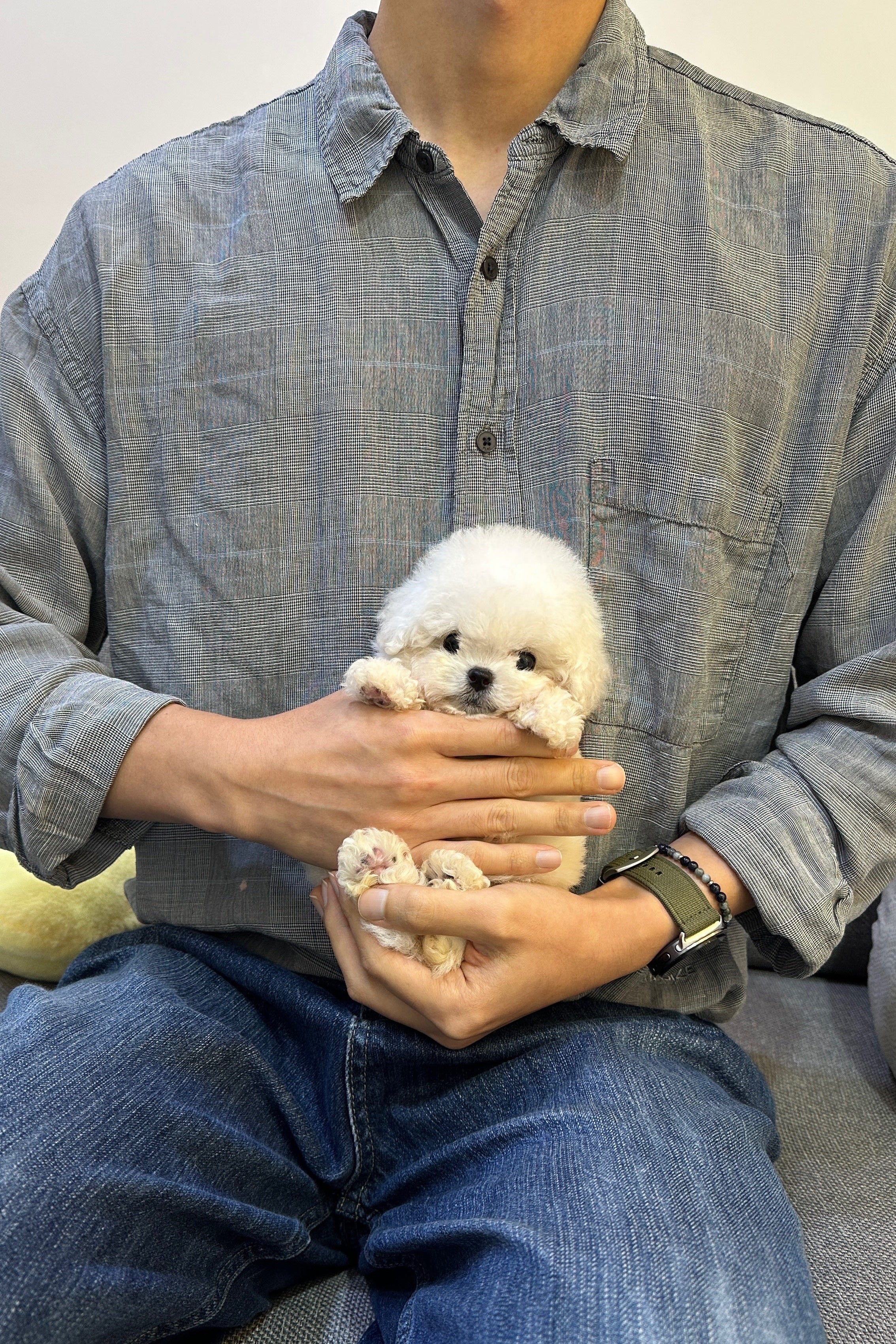 BIBI - FEMALE (MINI BICHON)