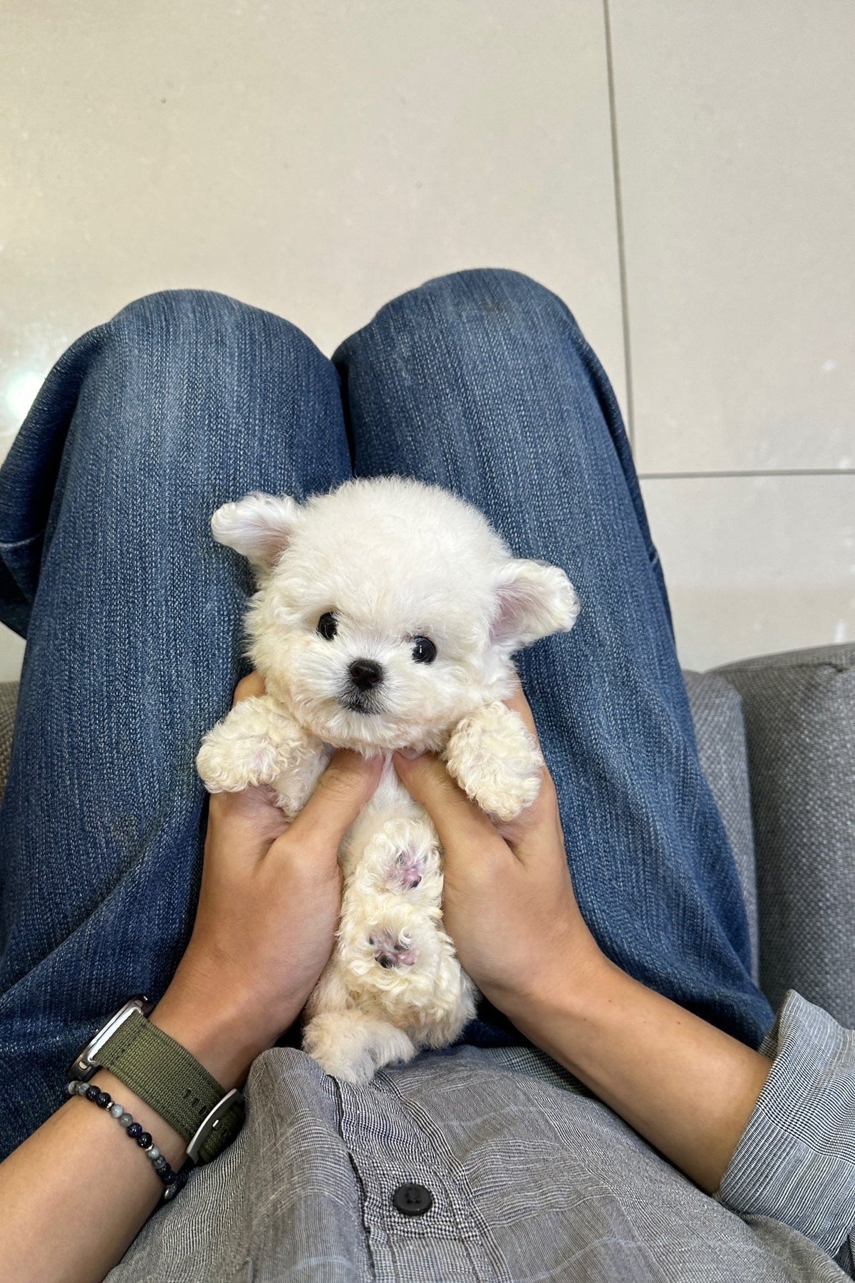 BIBI - FEMALE (MINI BICHON)