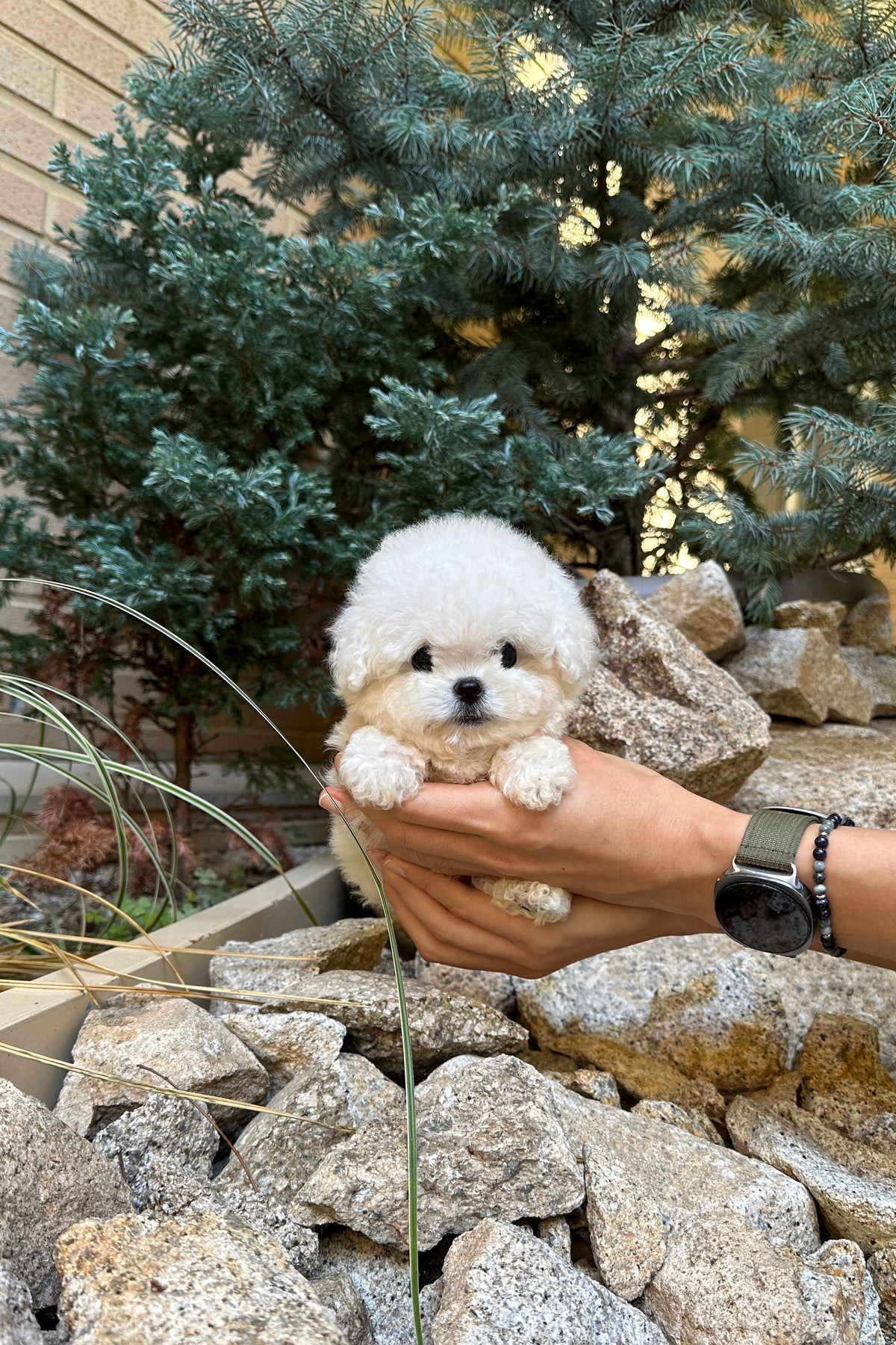 BIBI - FEMALE (MINI BICHON)