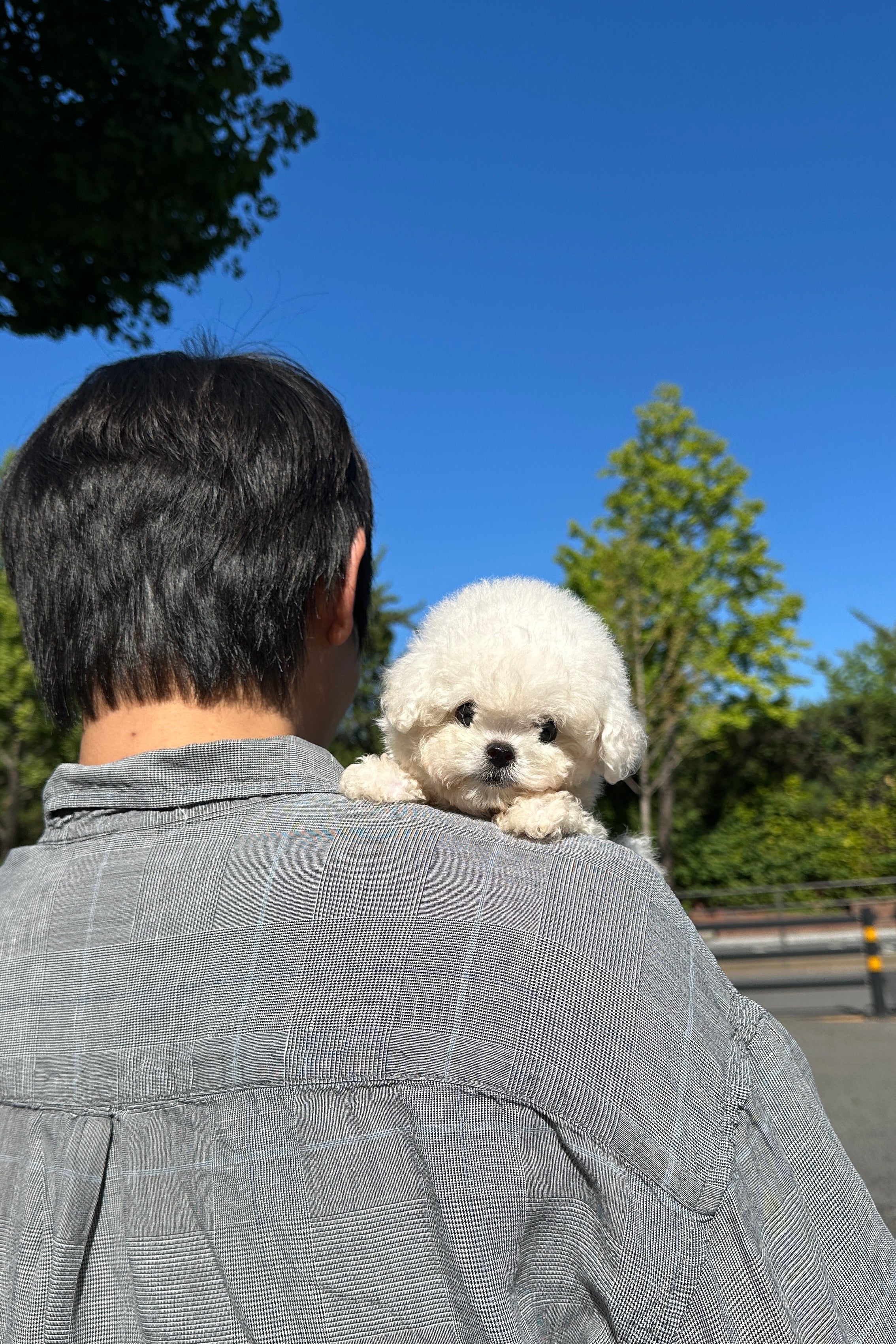 BIBI - FEMALE (MINI BICHON)
