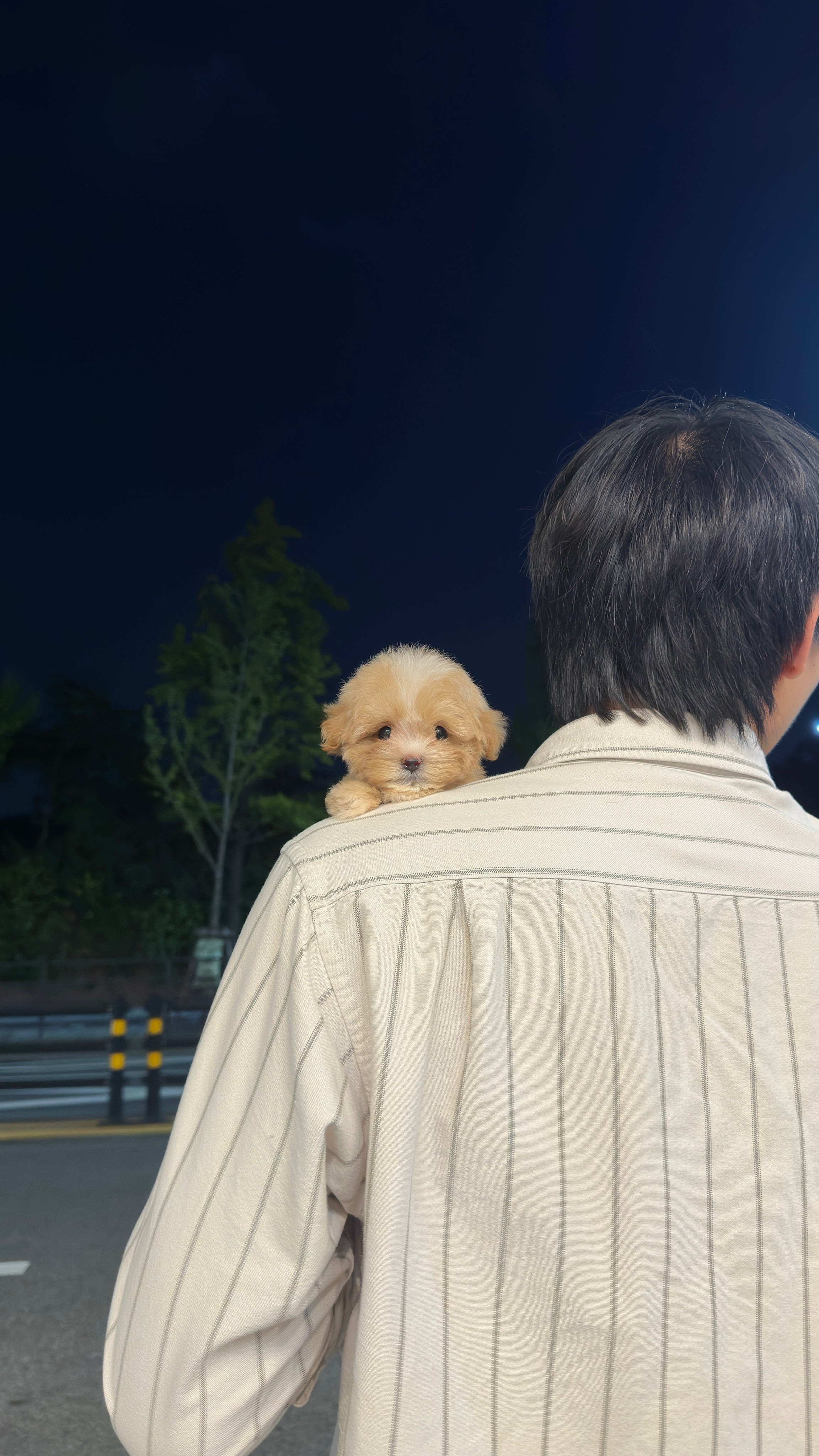JIGU - MALE (MALTIPOO)