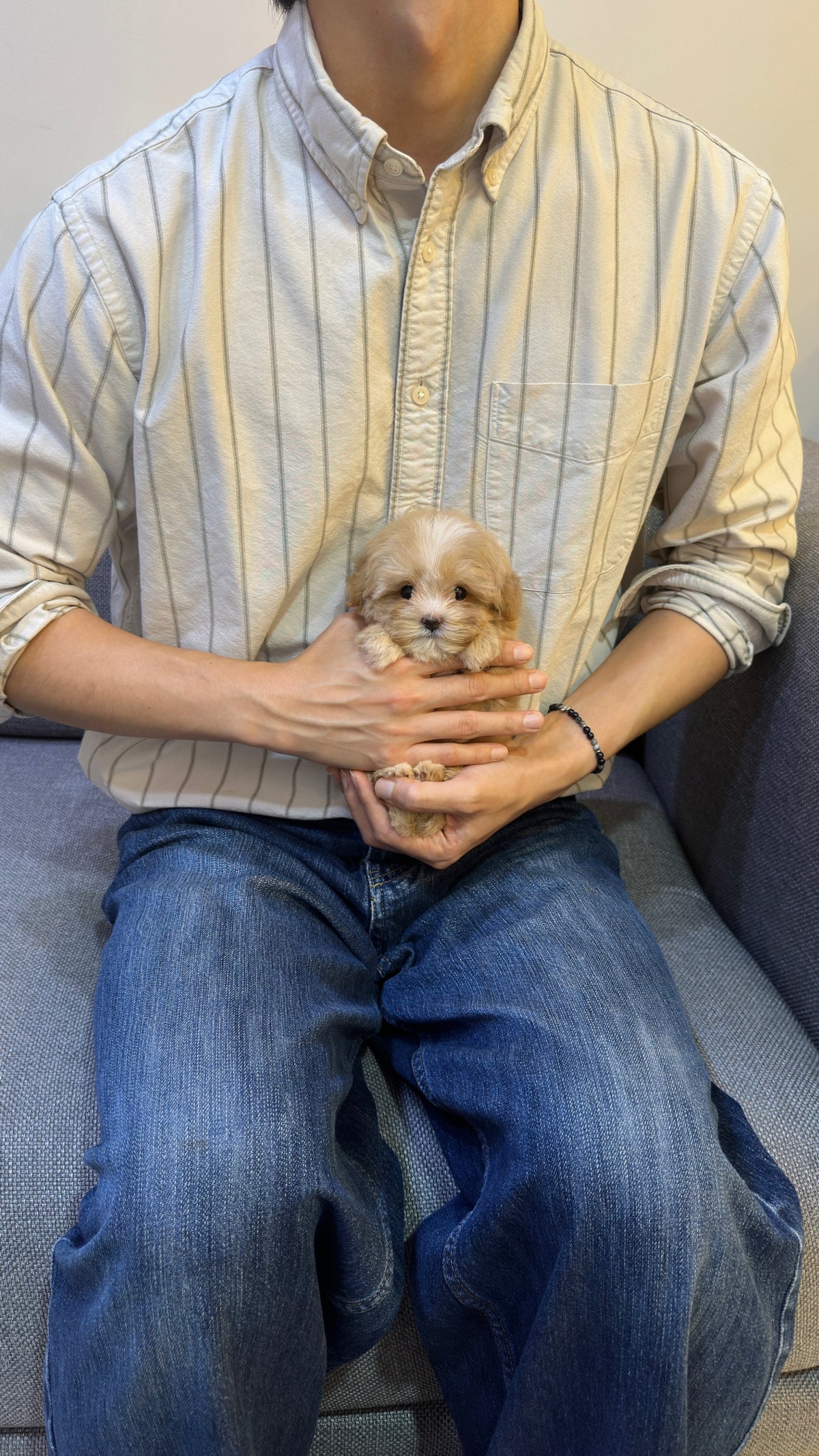 JIGU - MALE (MALTIPOO)